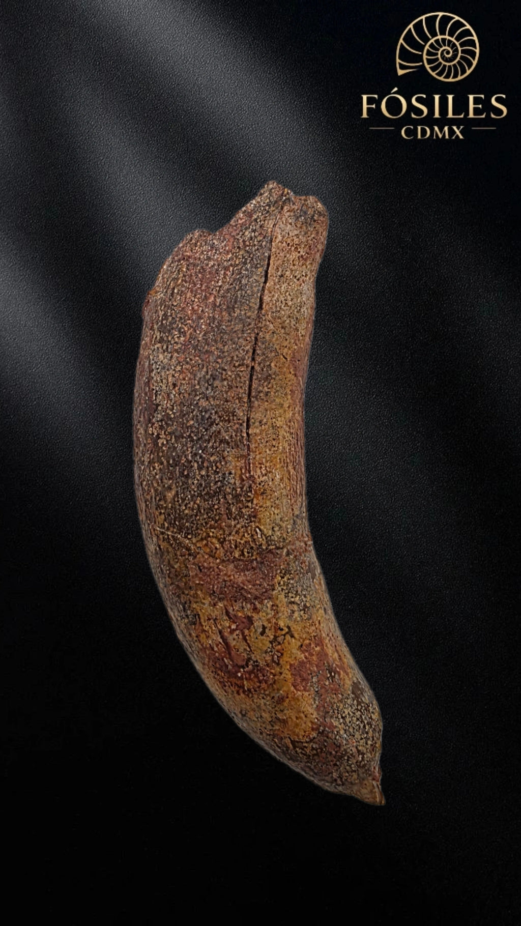 Diente grande de supercocodrilo (Sarcosuchus)