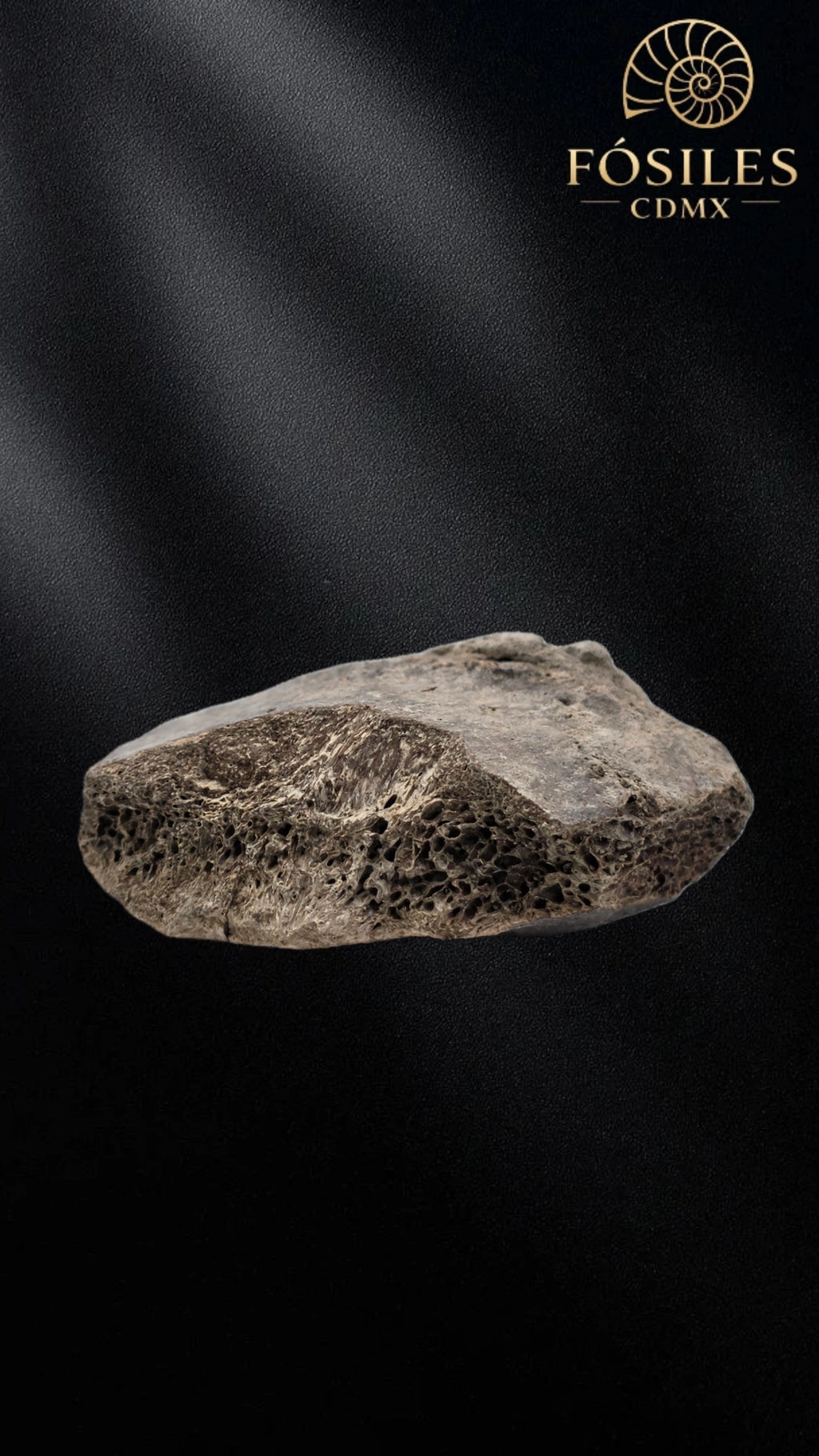 Fragmento de hueso de mamut #5