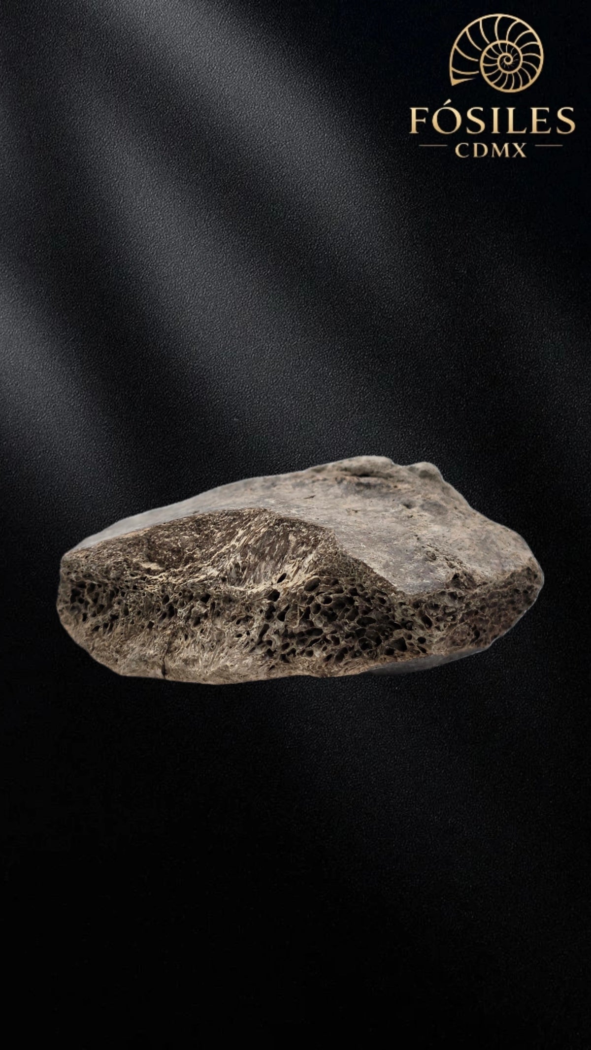 Fragmento de hueso de mamut #5