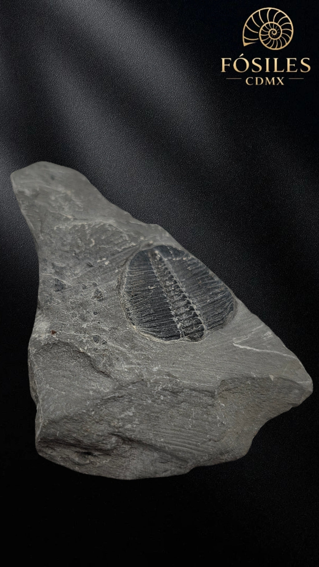 Trilobite elrathia kingii #3