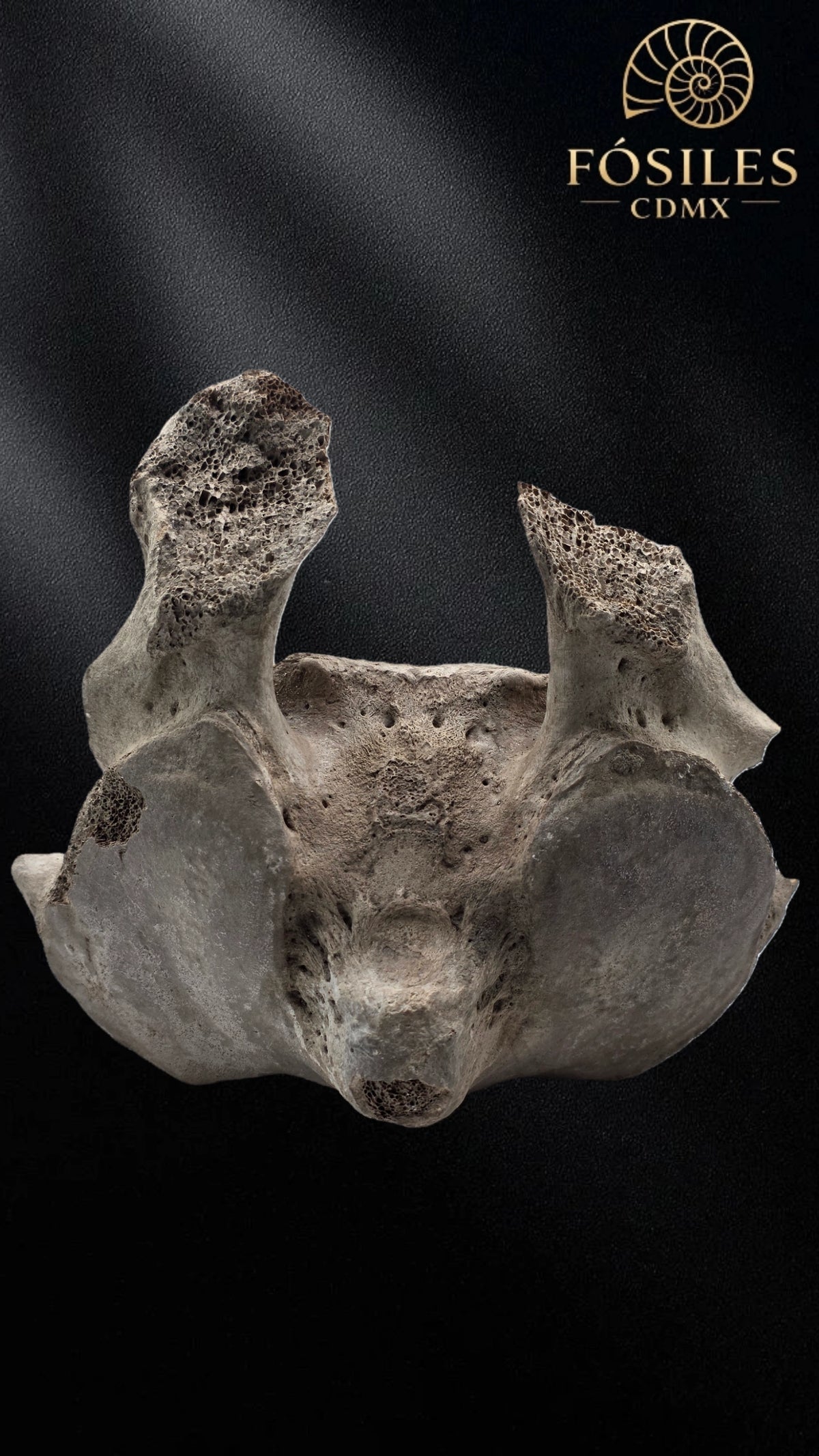 Vertebra de mamut