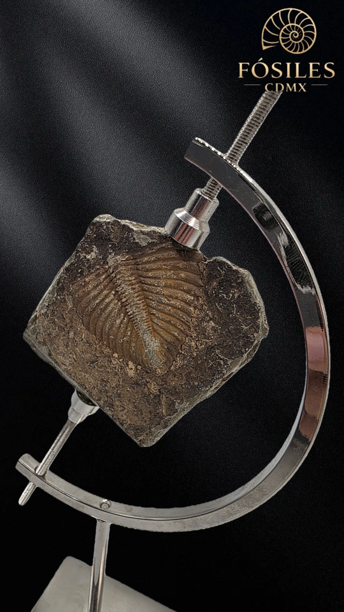 Trilobite coronocephalus #6