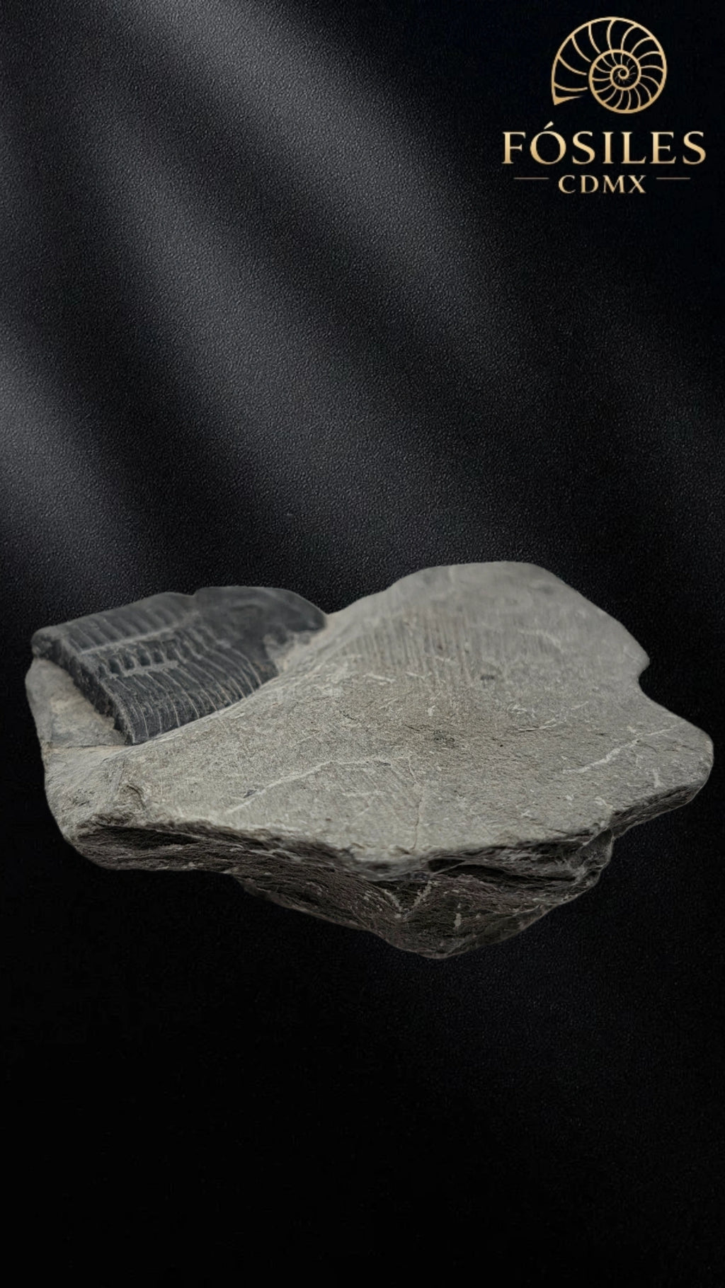 Trilobite elrathia kingii