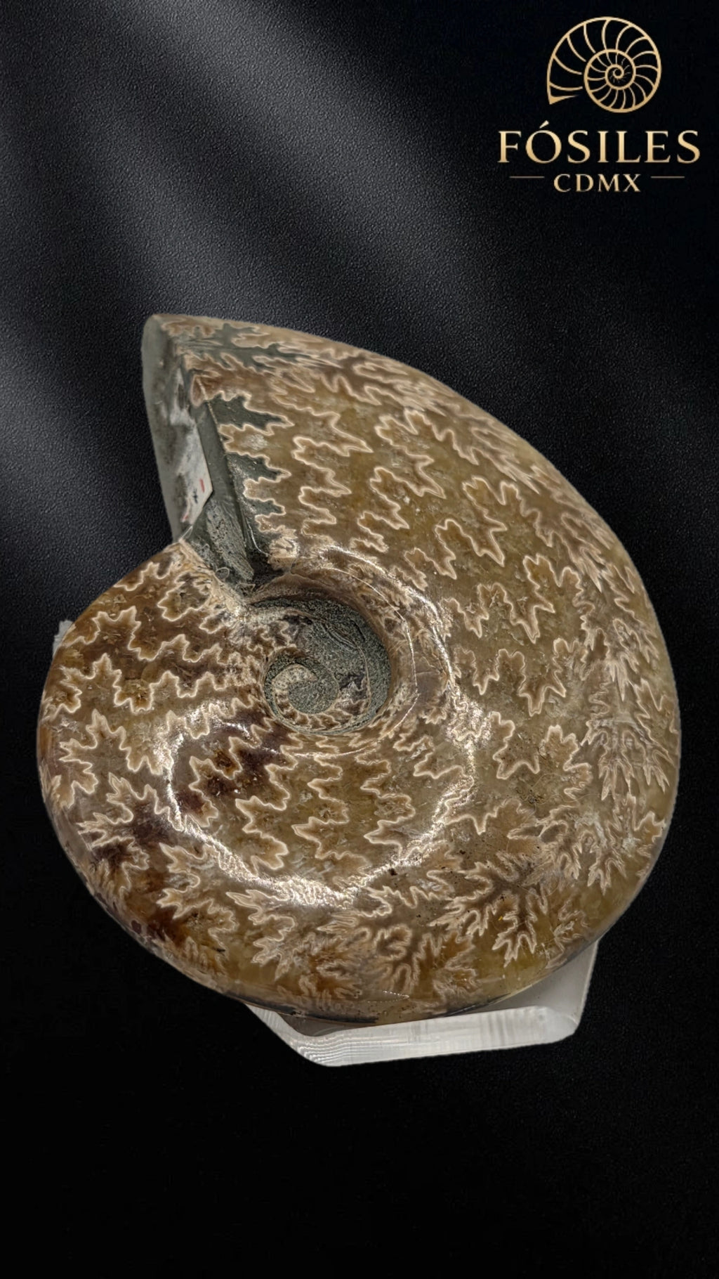 Amonite cleoniceras -9cm #3