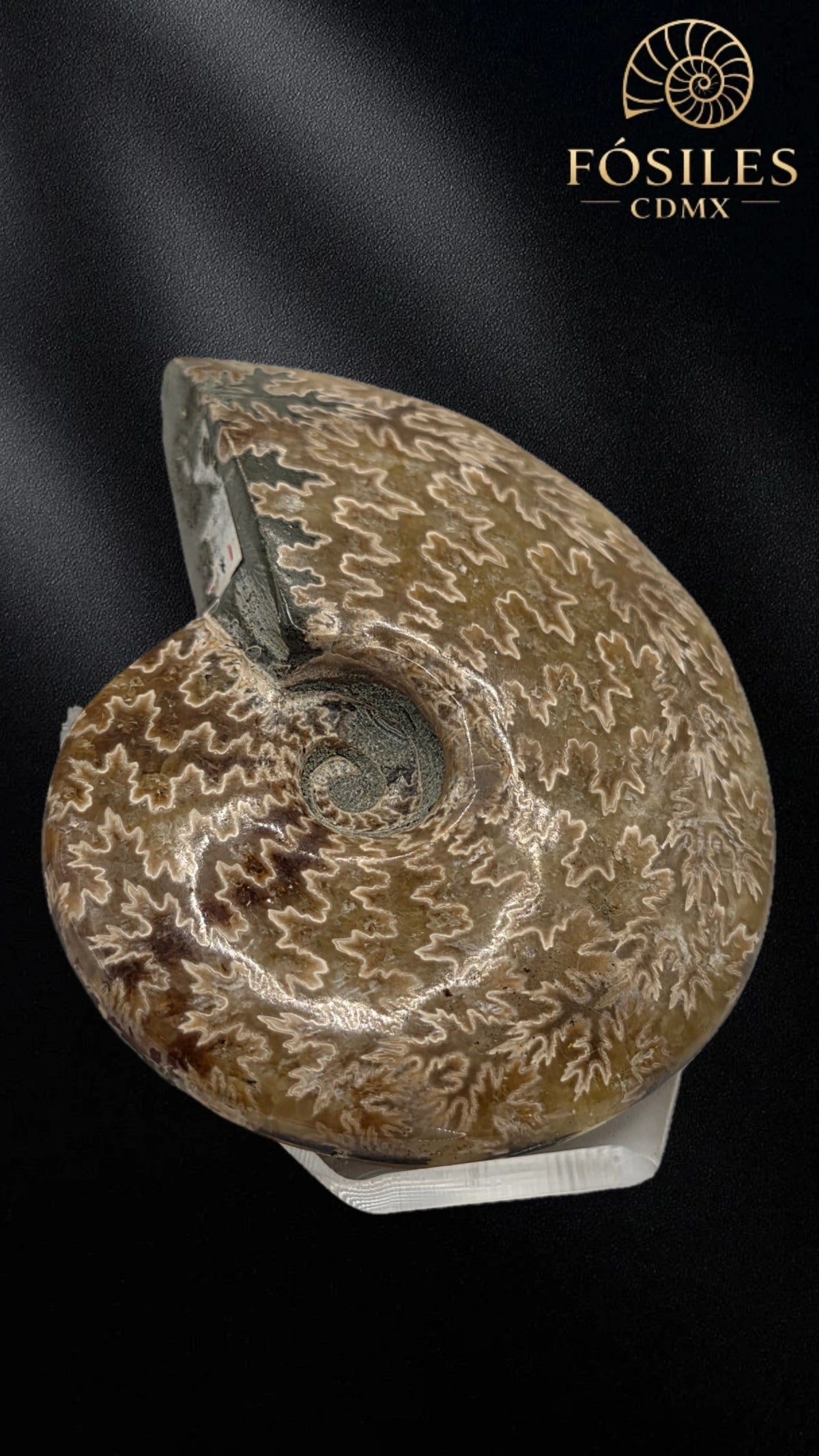 Amonite cleoniceras -9cm #3
