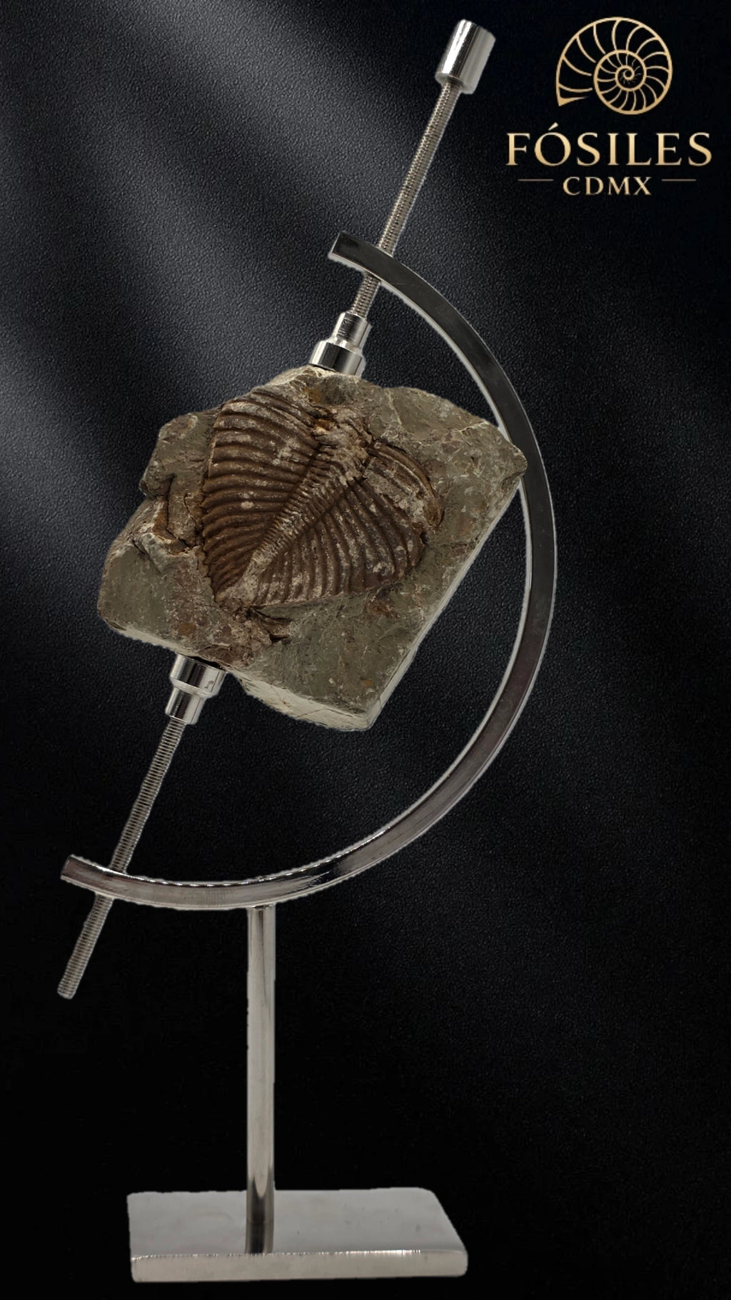 Trilobite coronocephalus #2