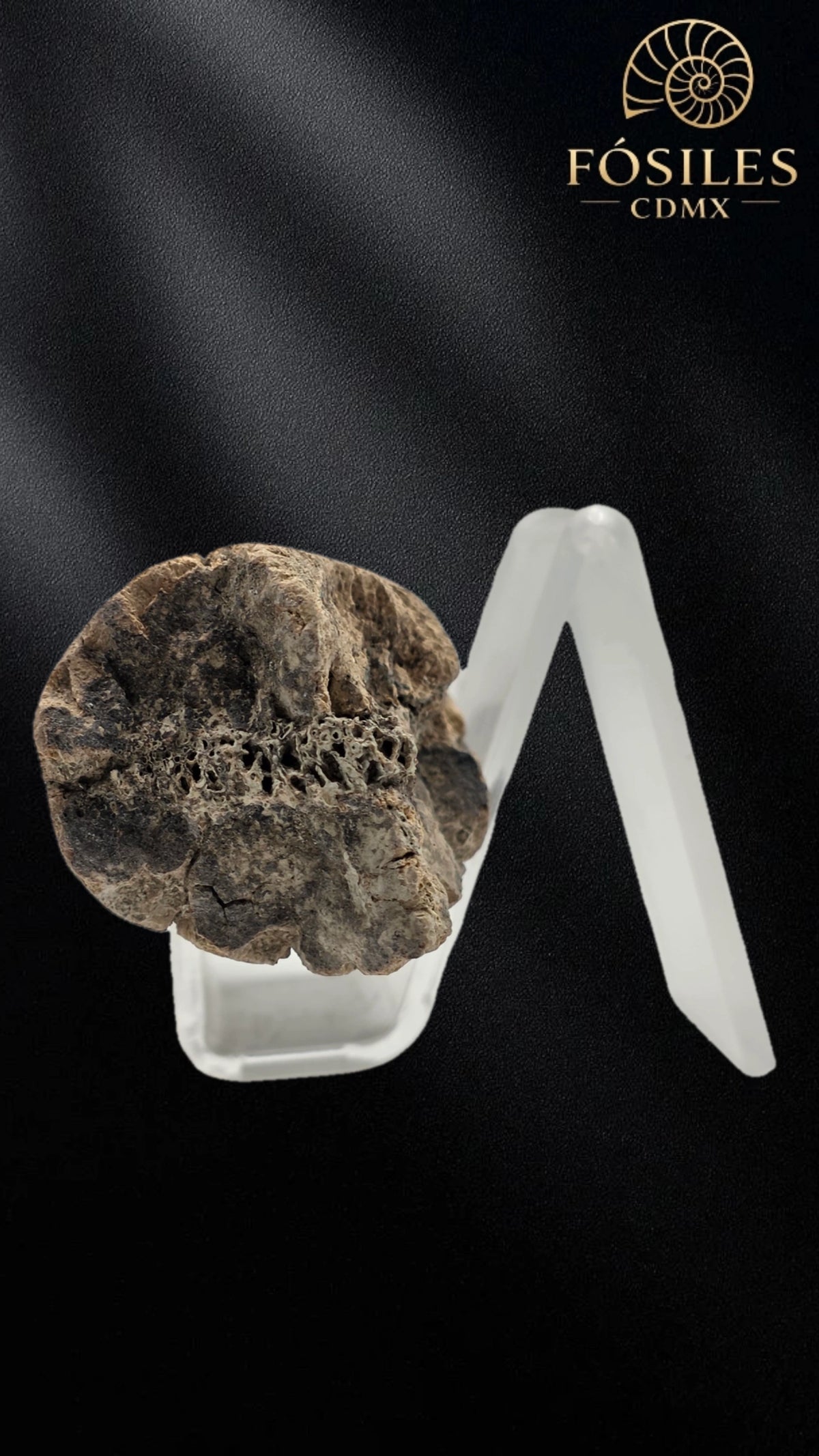 Fragmento de hueso de mamut #13