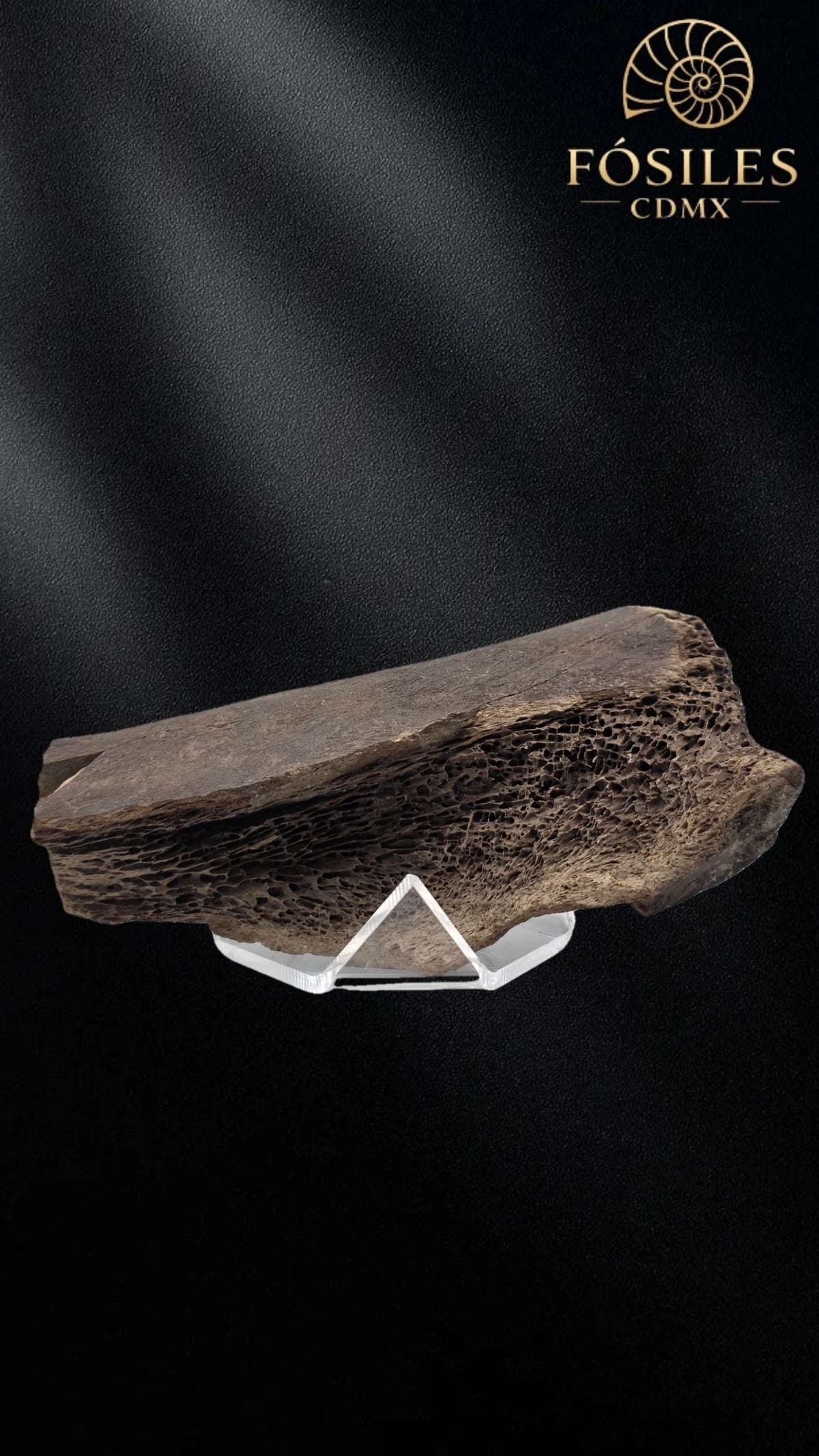 Fragmento de hueso de mamut #4