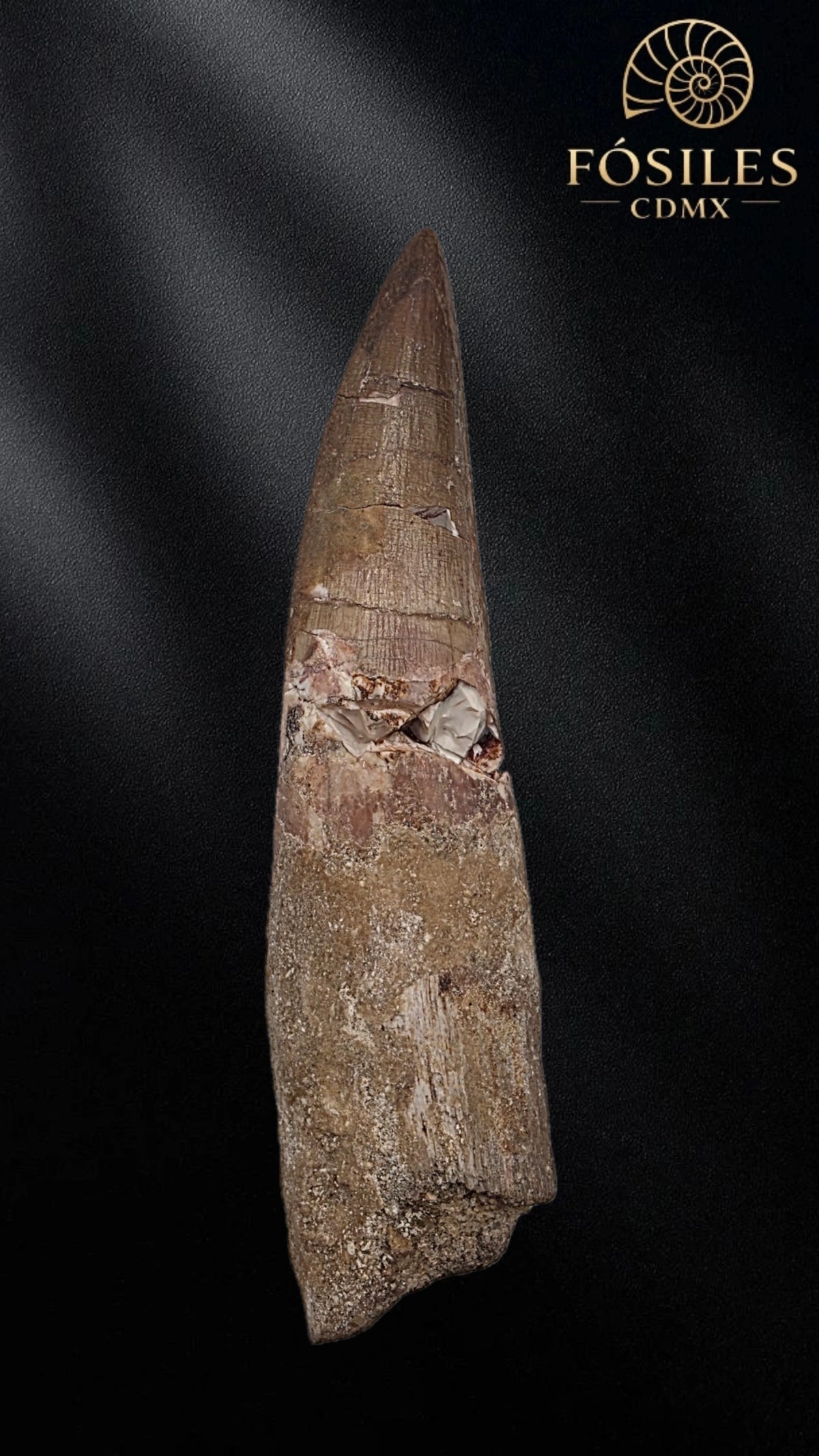 Diente grande de spinosaurus