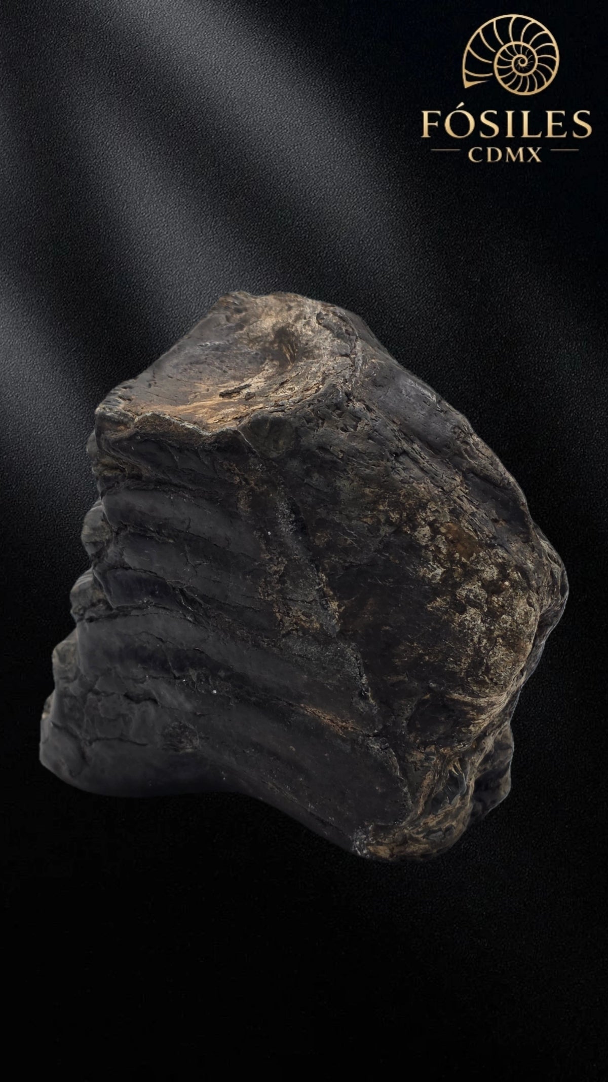Molar de stegodon florensis