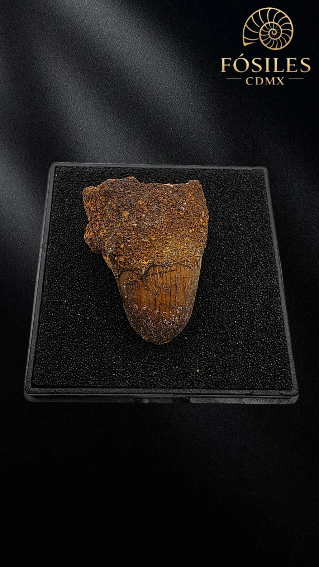 Diente de supercocodrilo (Sarcosuchus)