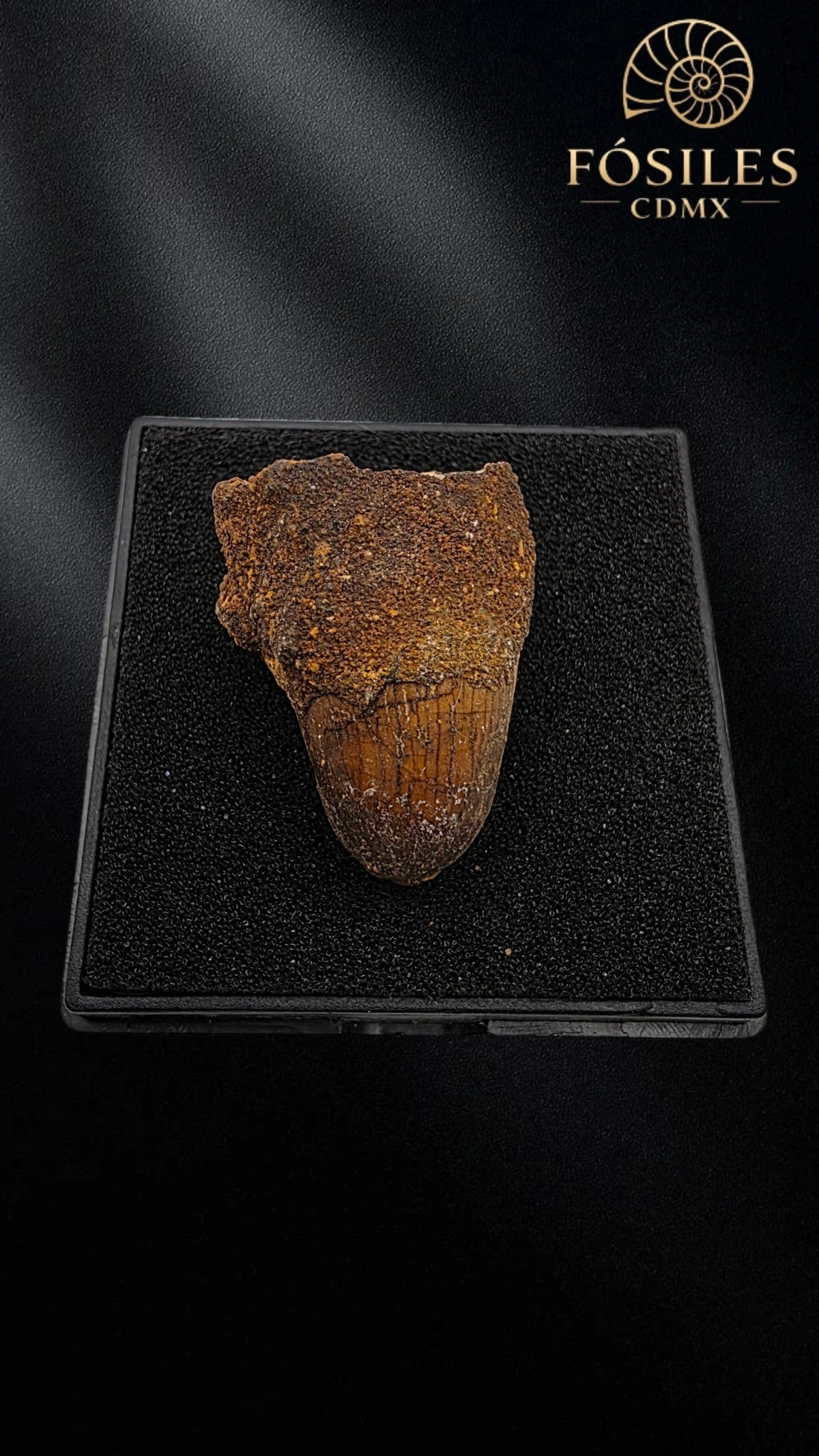 Diente de supercocodrilo (Sarcosuchus)