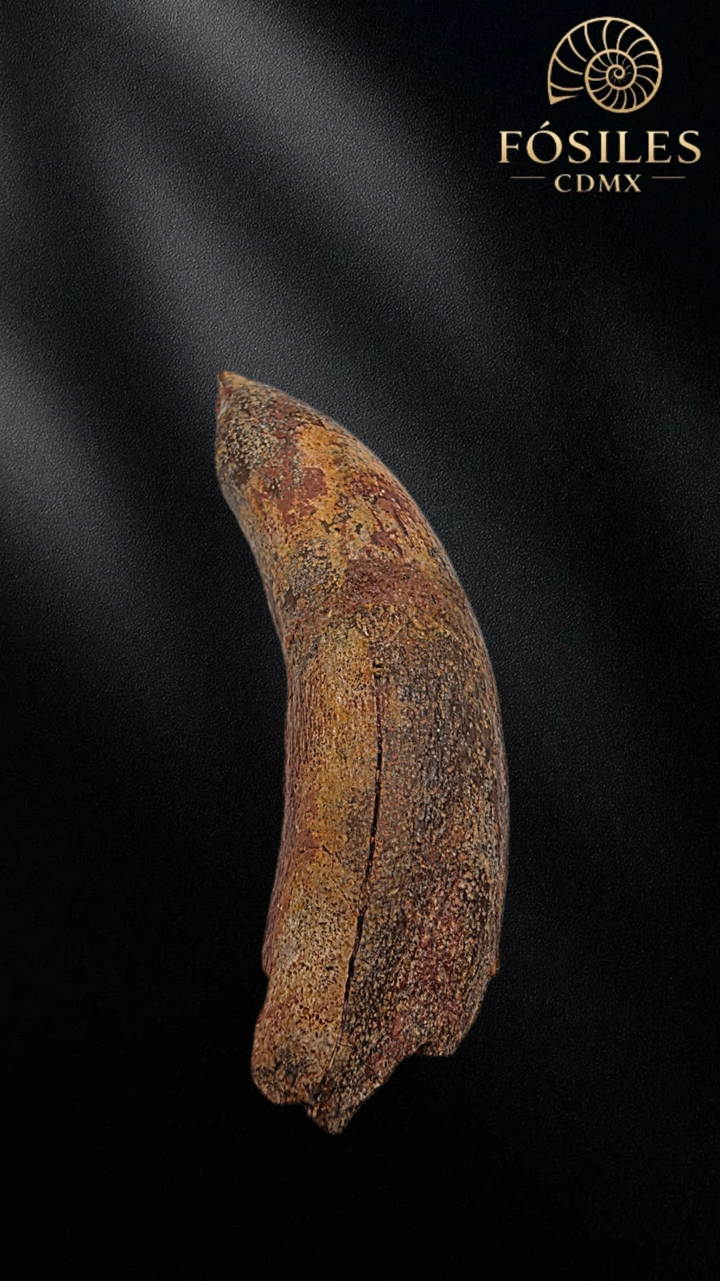 Diente grande de supercocodrilo (Sarcosuchus)