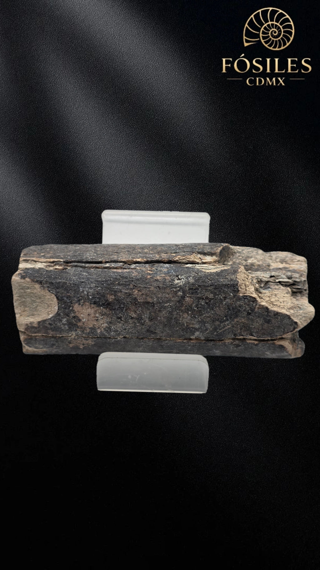 Fragmento de hueso de mamut #13