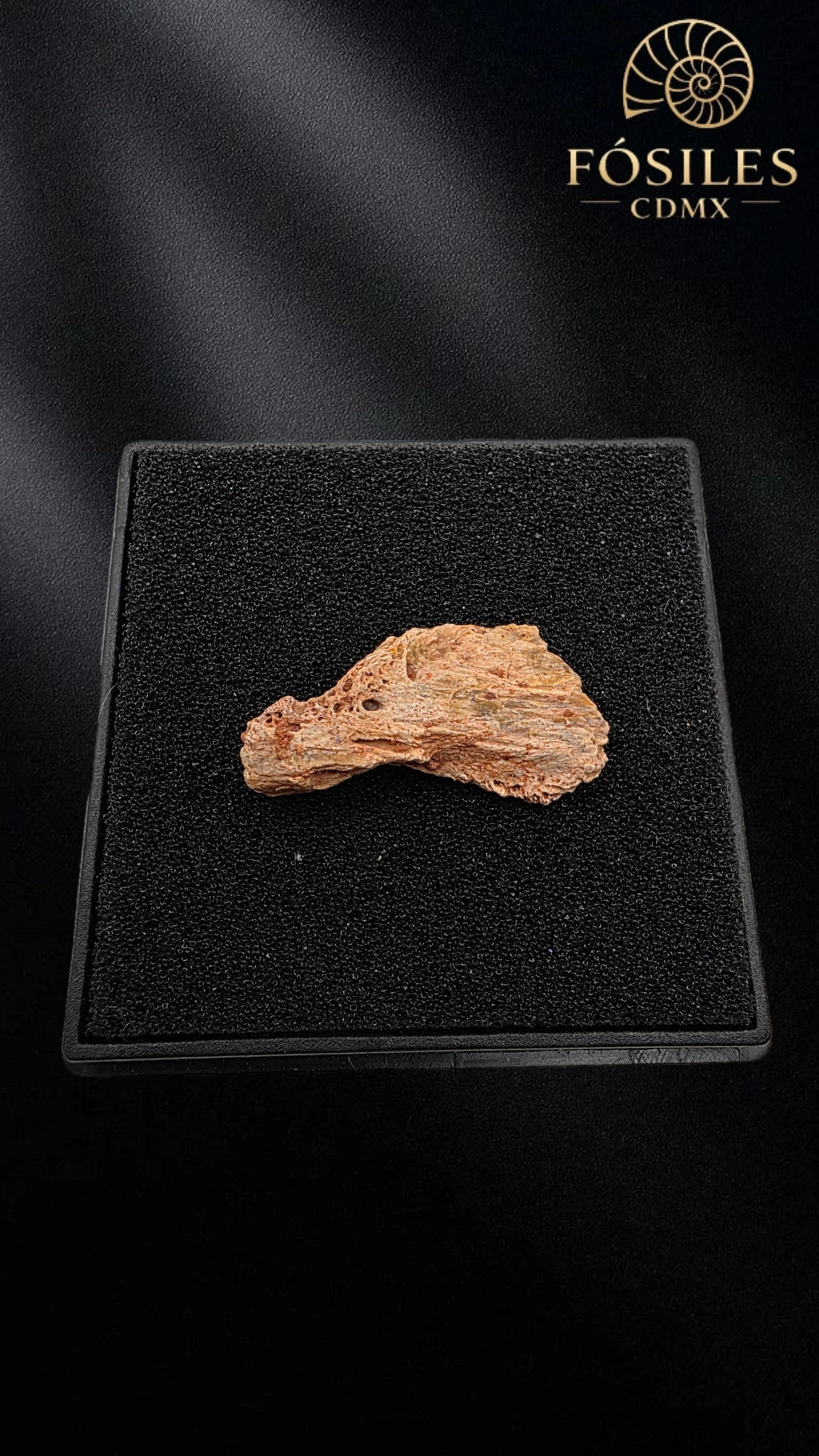 Fragmento de mandibula de dinosaurio
