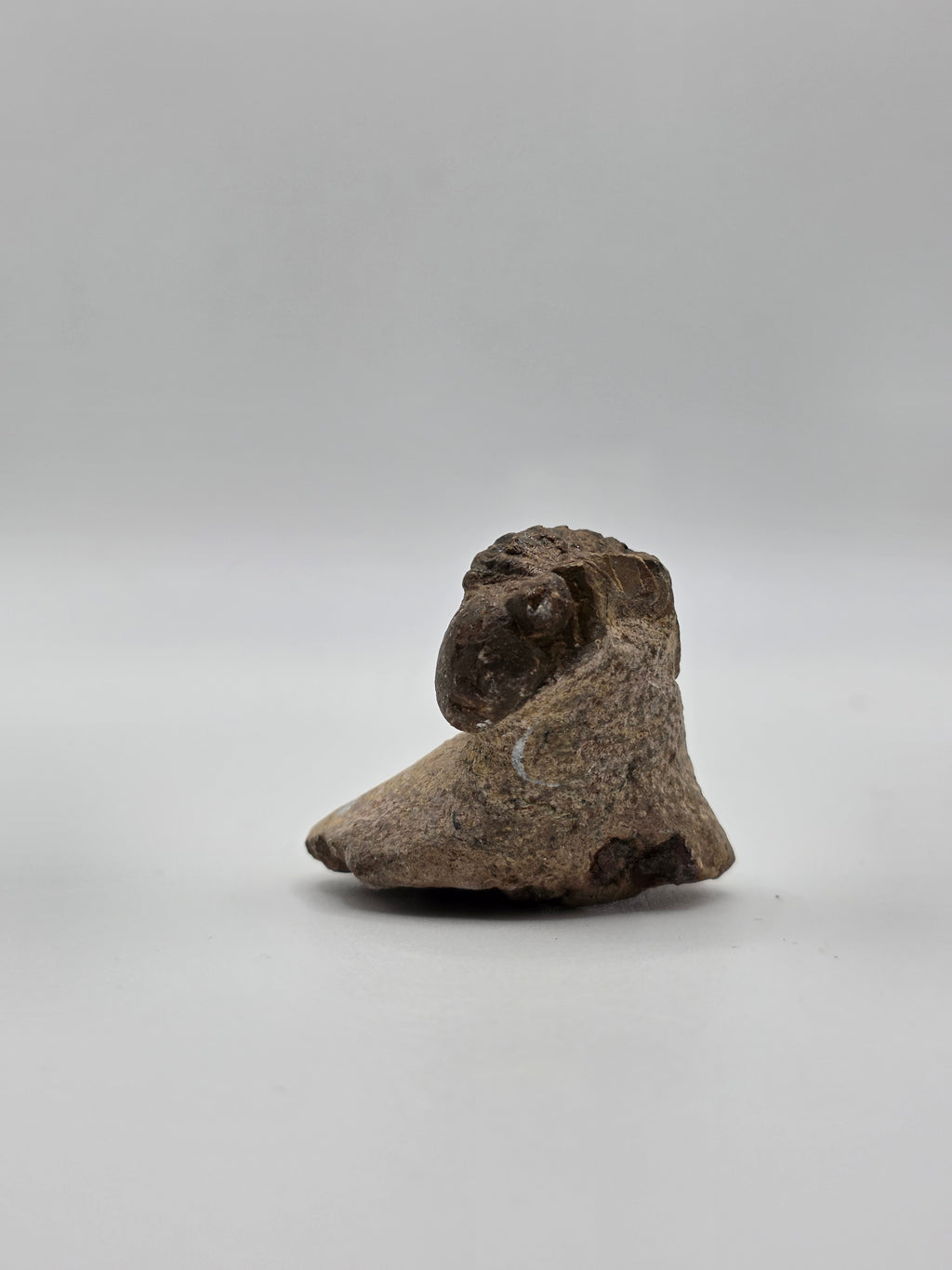 Trilobite enrollado en matriz