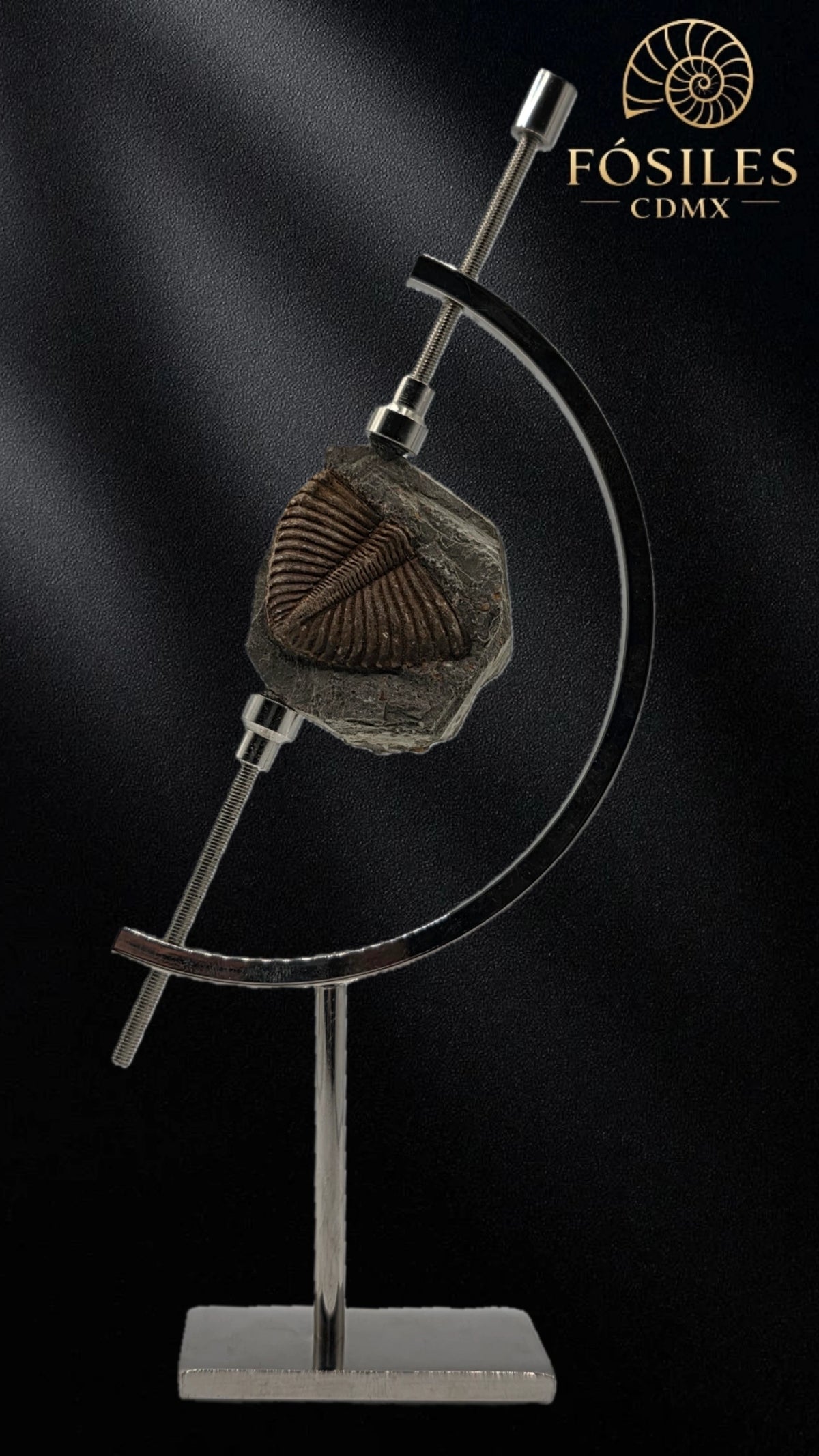 Trilobite coronocephalus #4