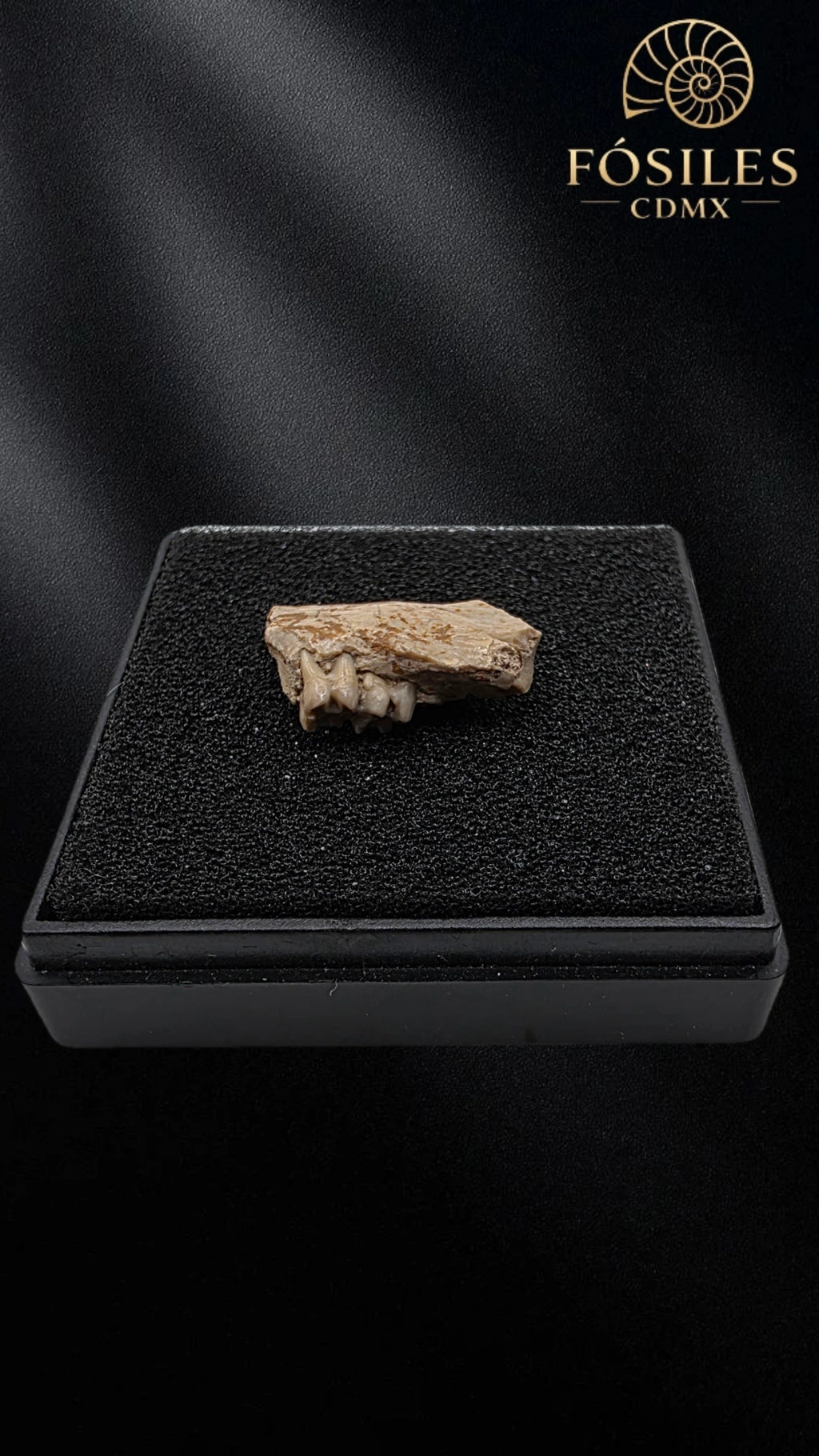Mandibula con dos dientes de tejón