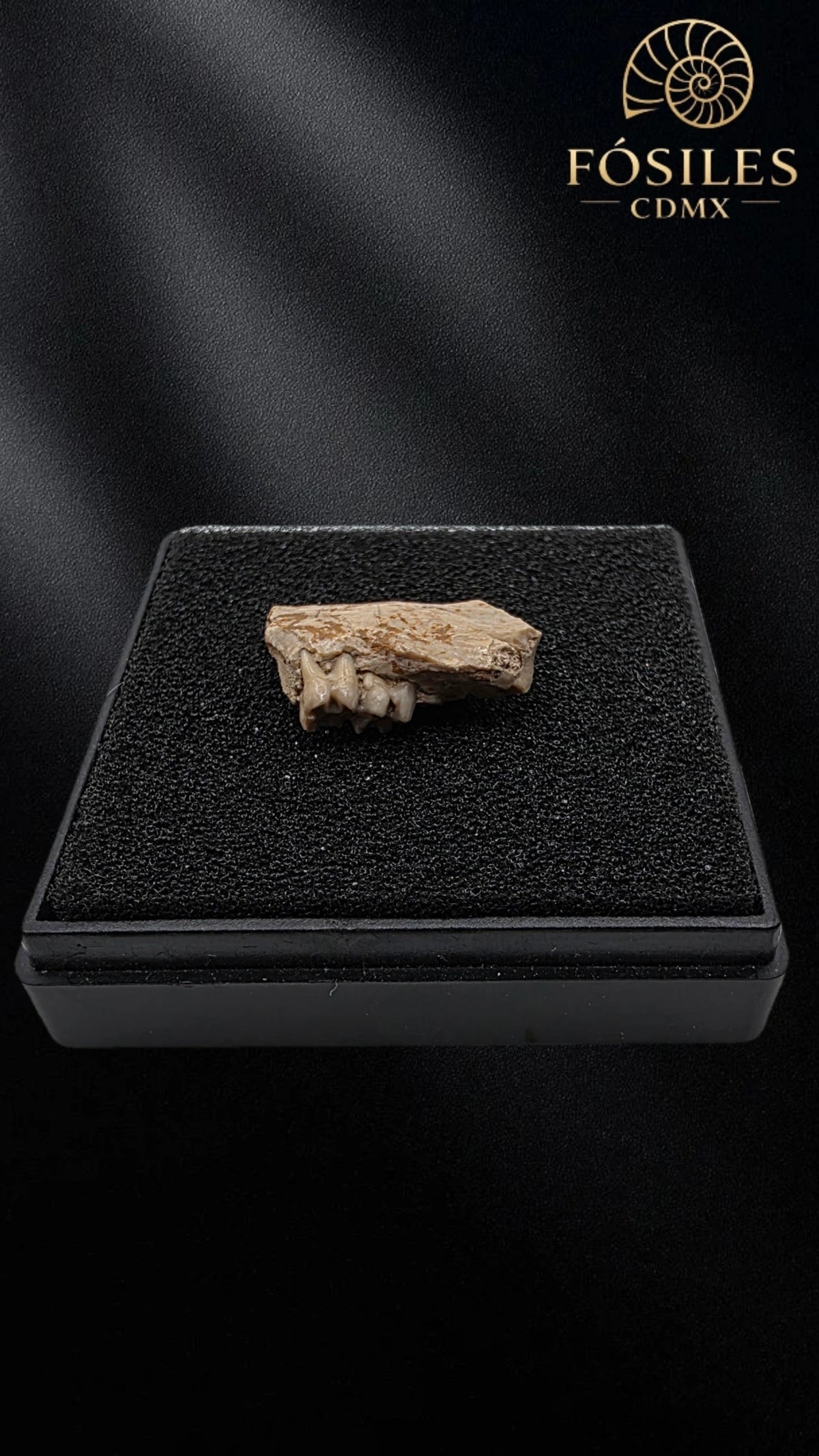 Mandibula con dos dientes de tejón