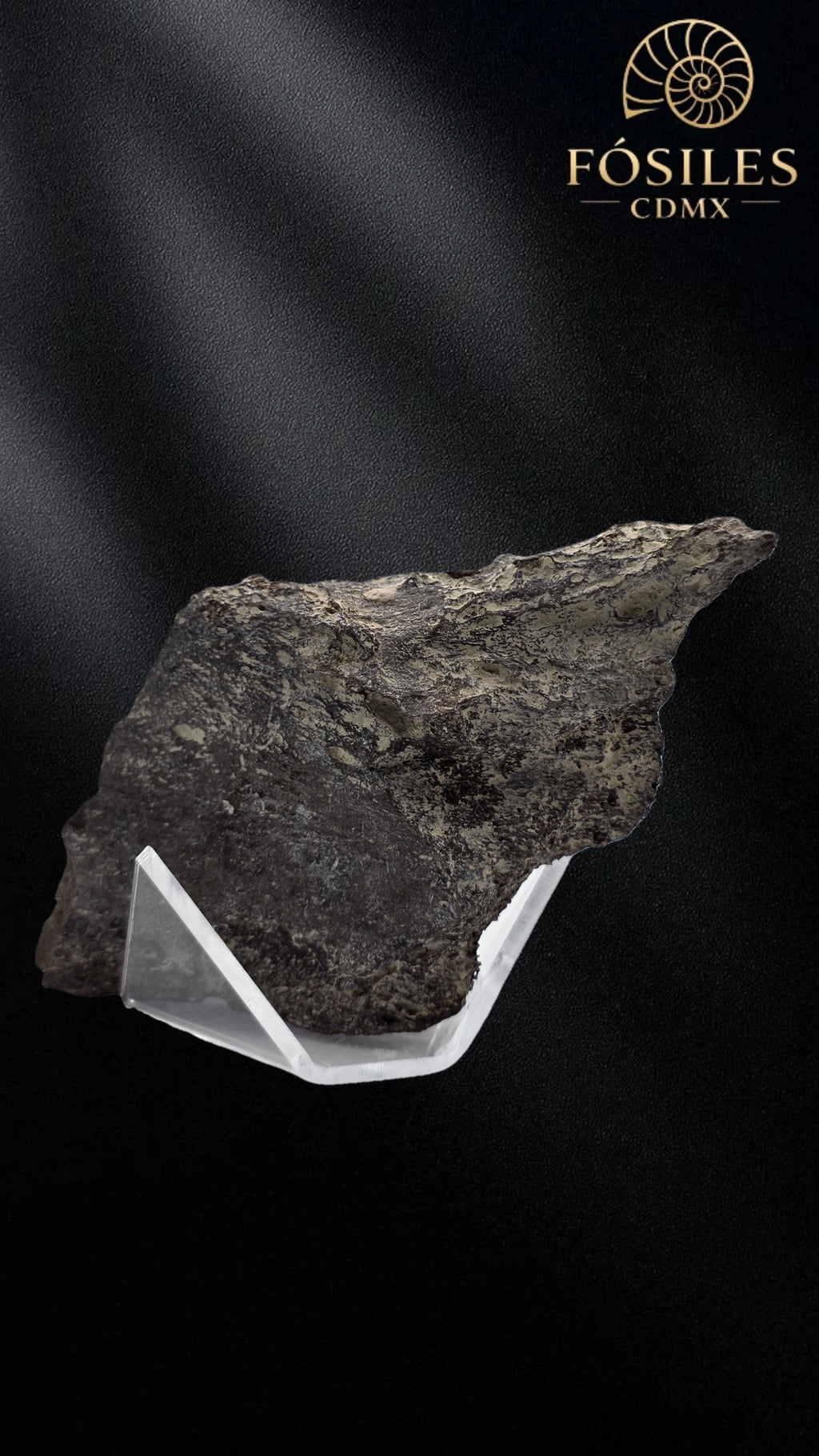 Fragmento de hueso de mamut #6