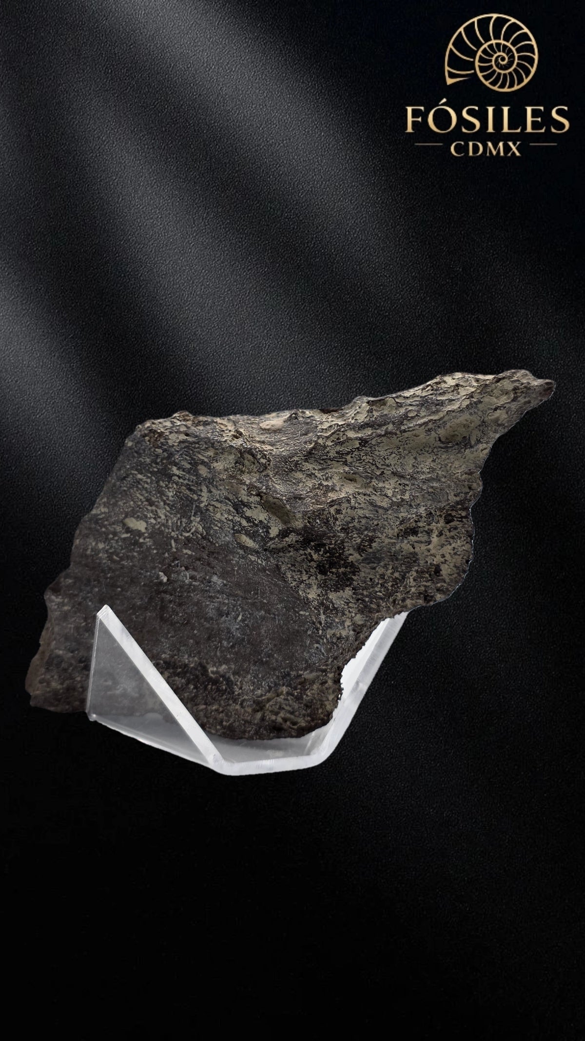 Fragmento de hueso de mamut #6