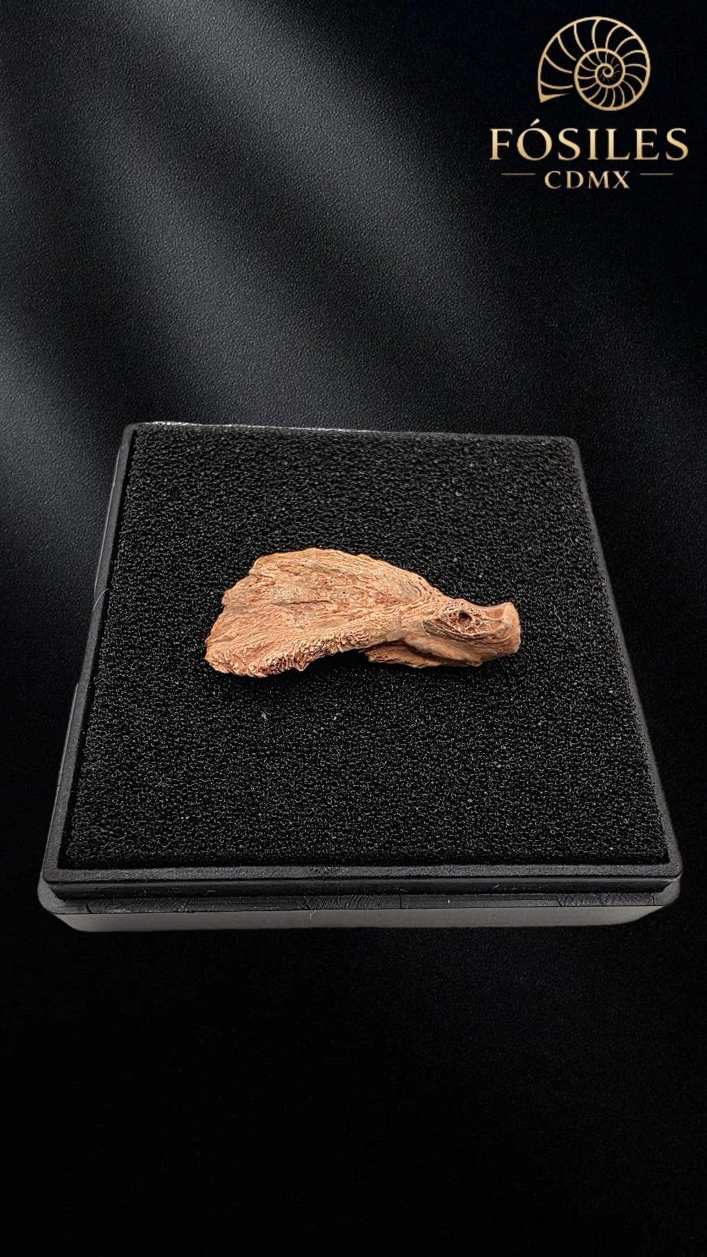 Fragmento de mandibula de dinosaurio