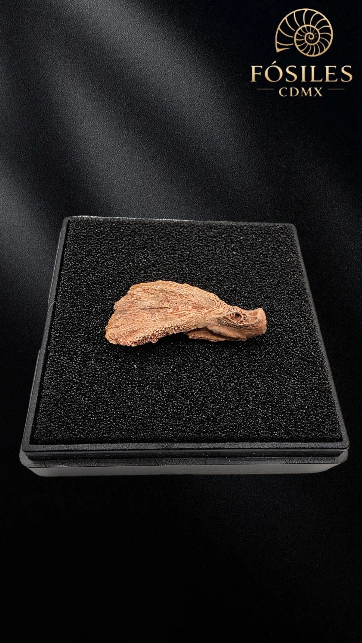 Fragmento de mandibula de dinosaurio
