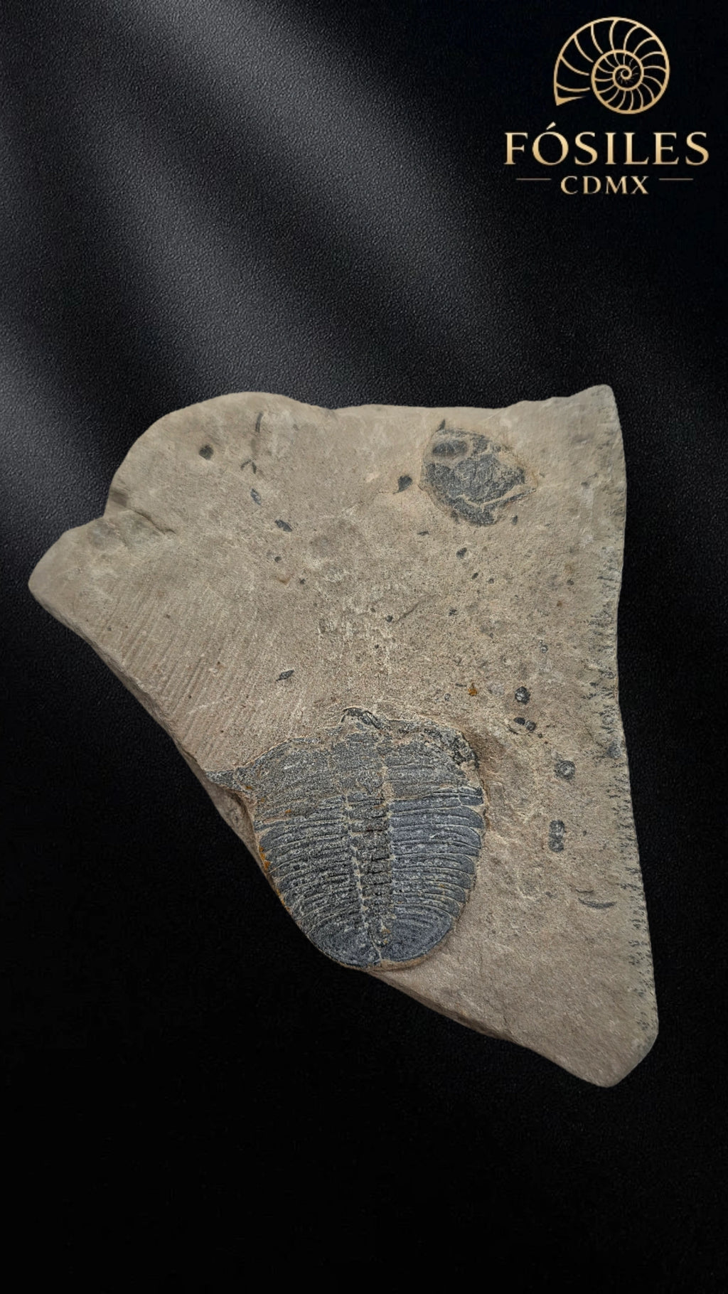 Trilobite elrathia kingii #4