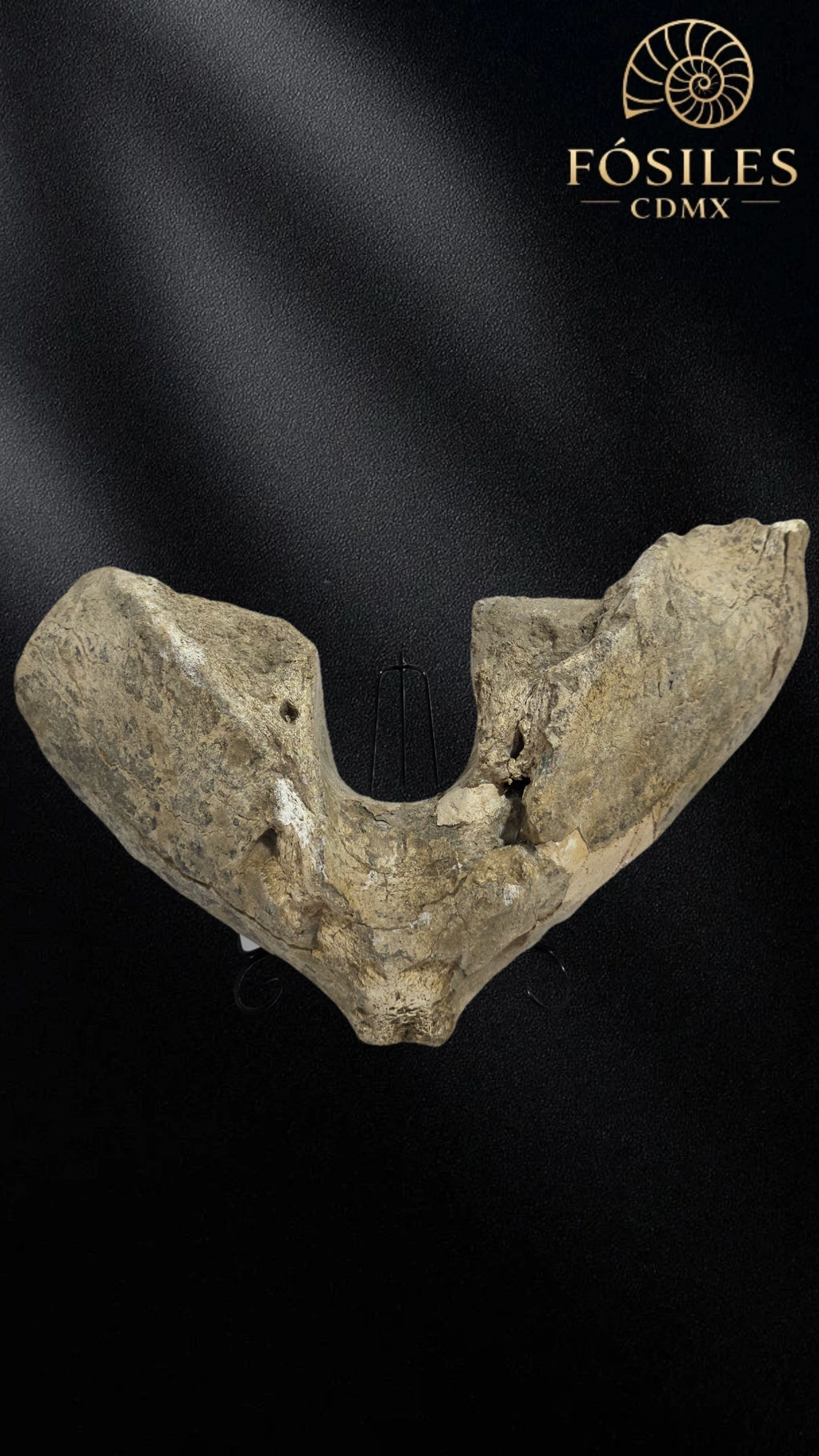 Mandibula de mamut
