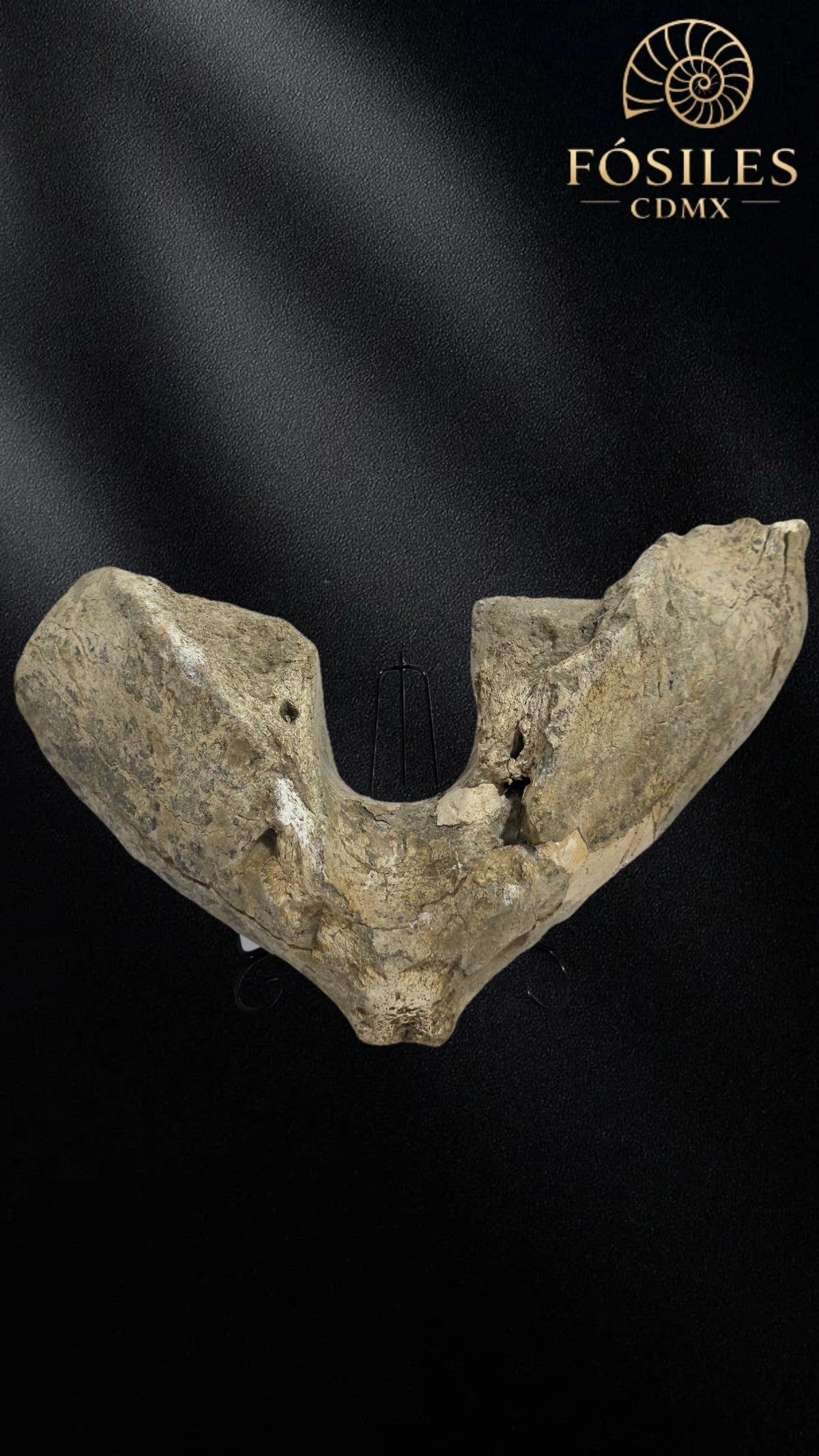 Mandibula de mamut