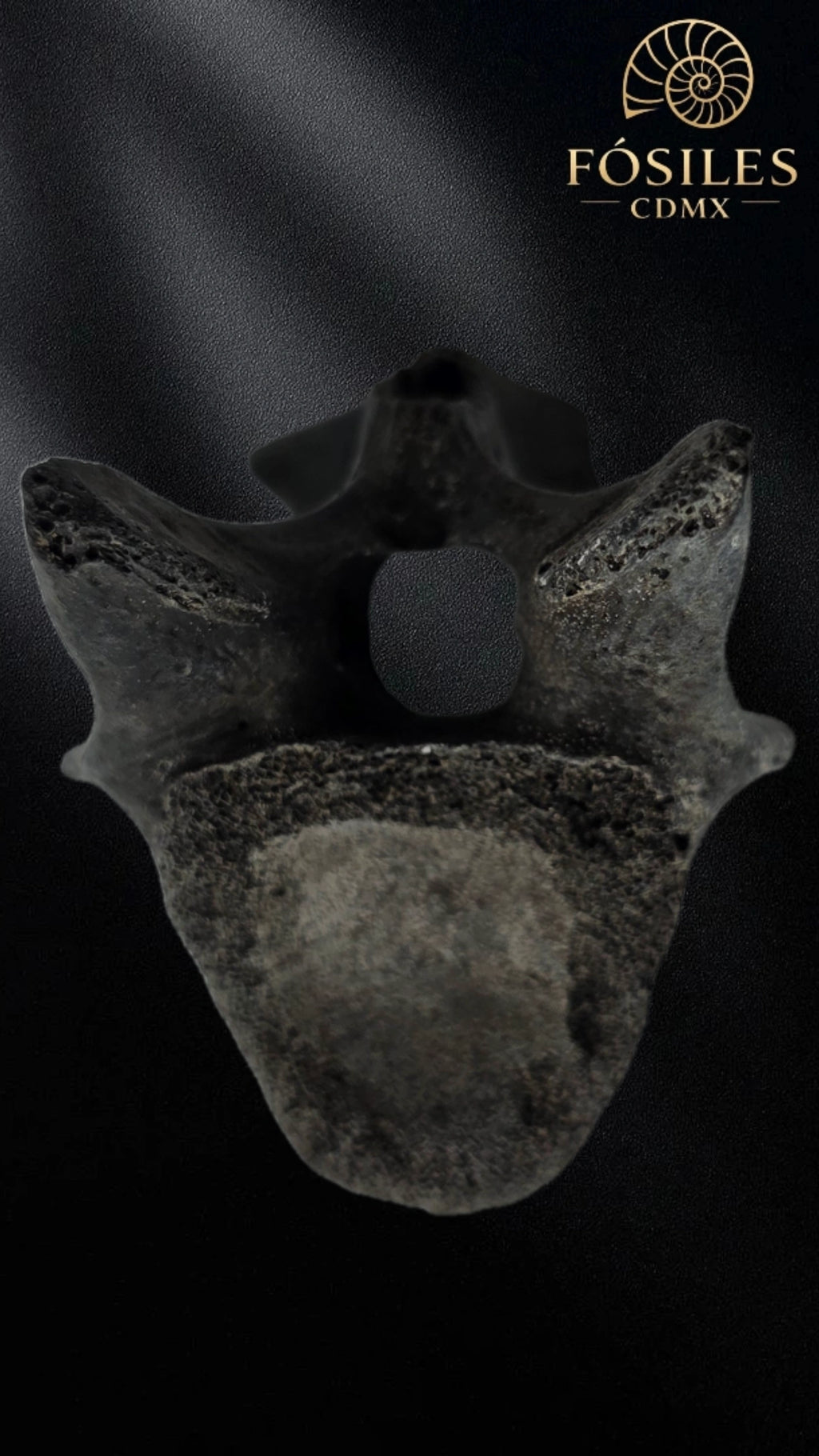 Vertebra de alligator #3