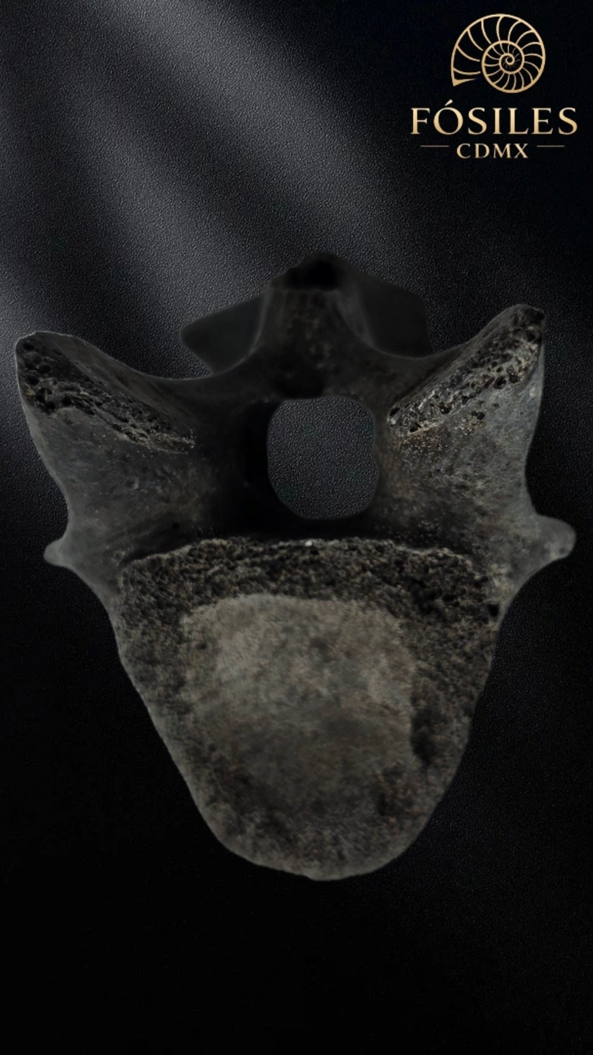 Vertebra de alligator #3