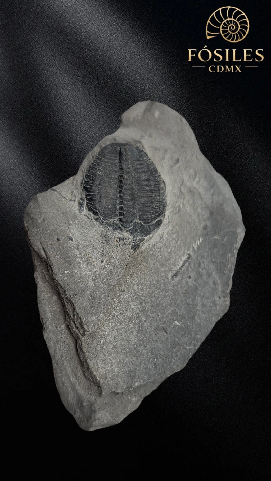 Trilobite elrathia kingii #2