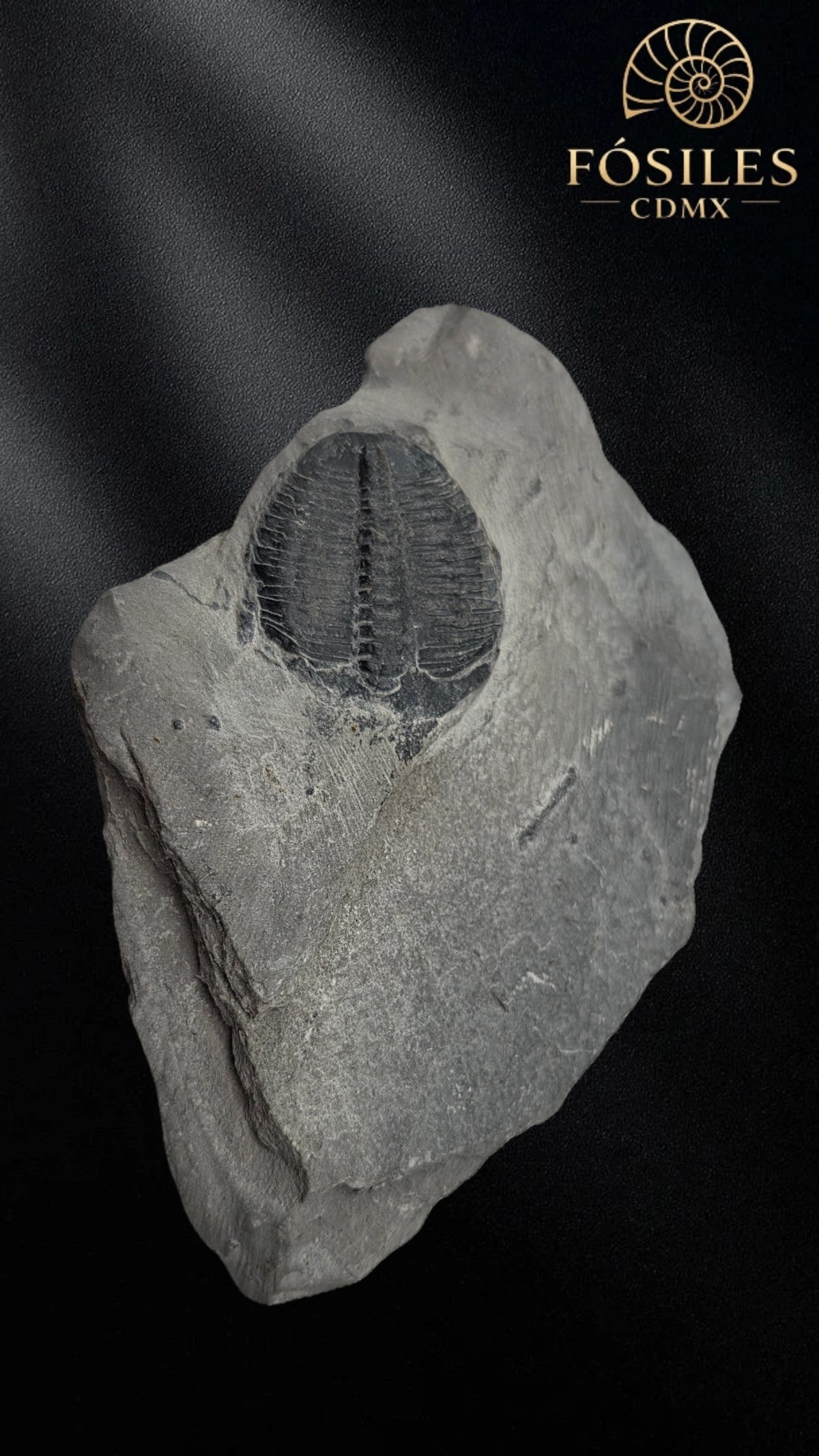 Trilobite elrathia kingii #2