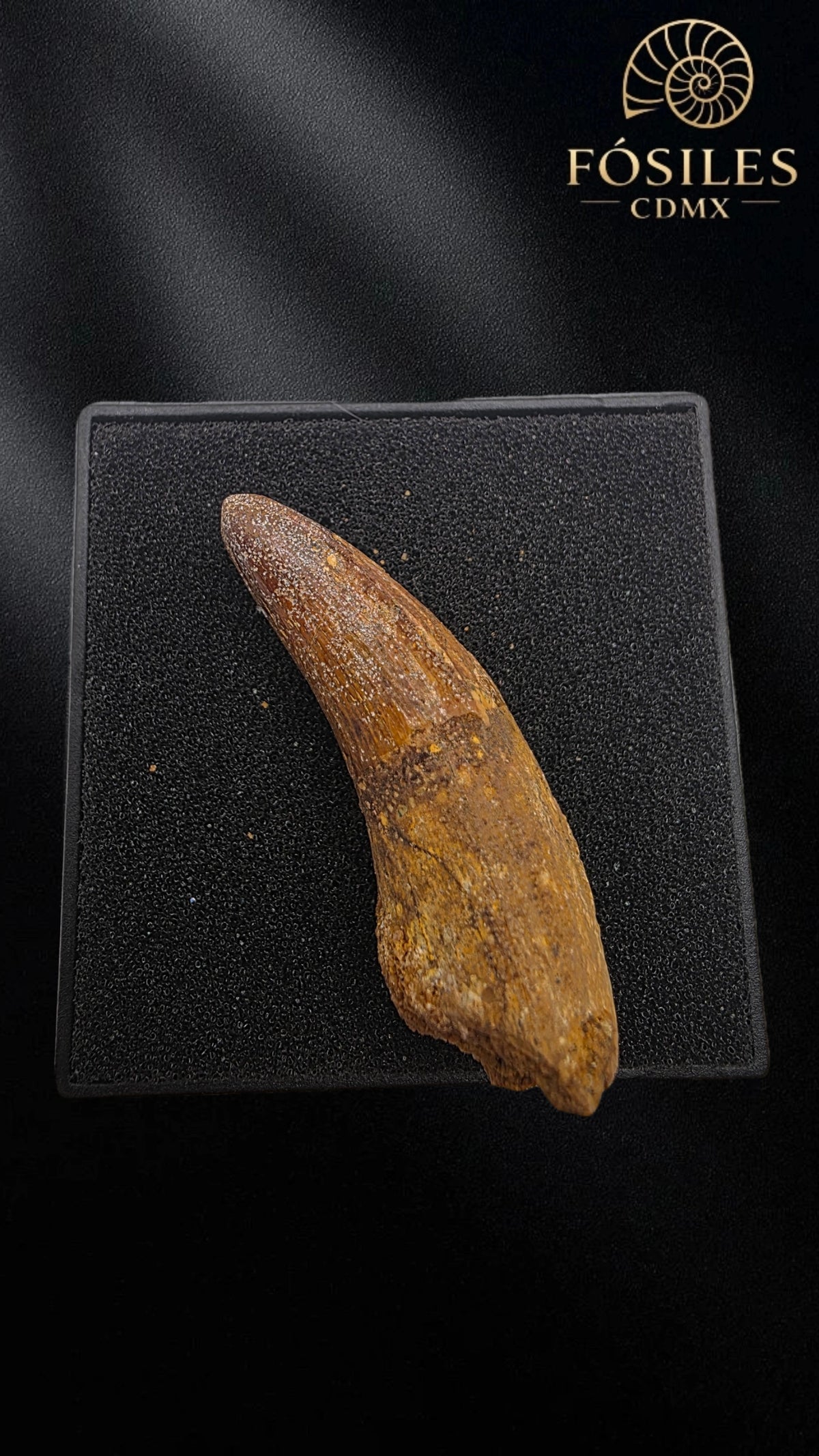 Diente alargado de super cocodrilo (sarcosuchus)