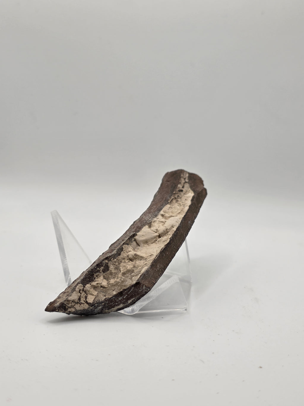 Fragmento de hueso de mamut