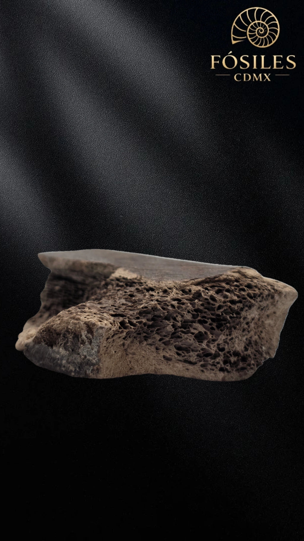 Fragmento de hueso de mamut #4