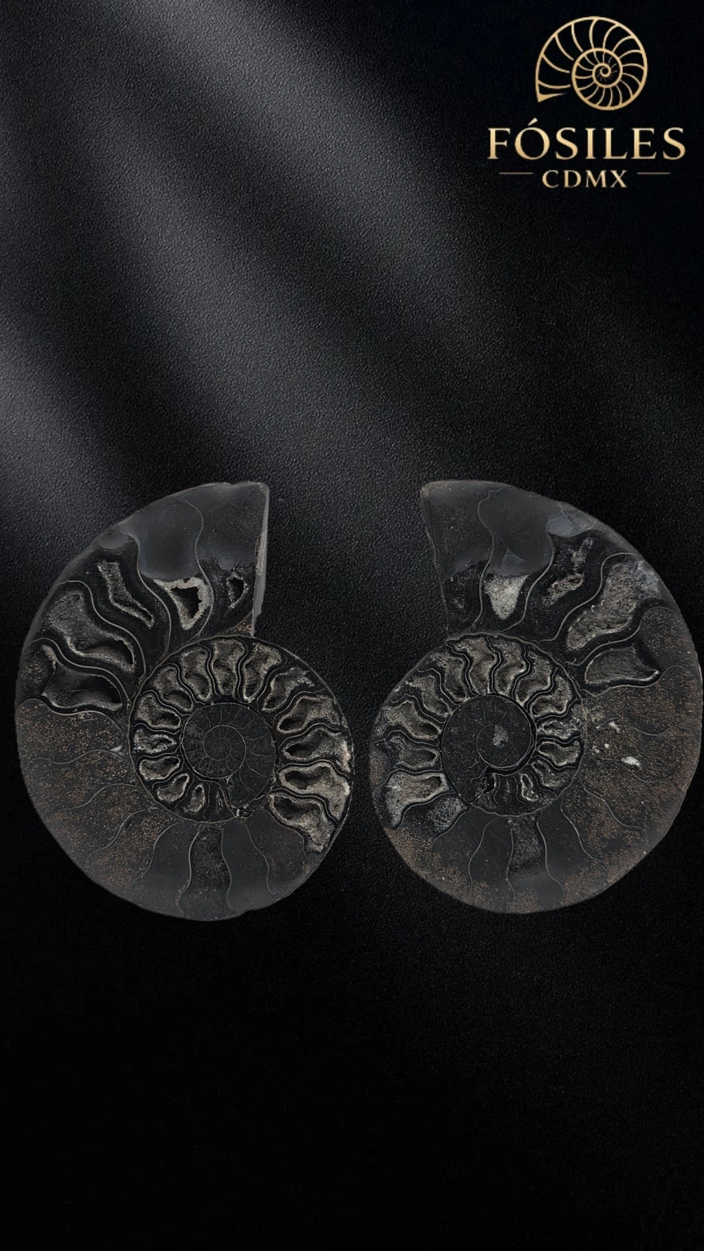 Par de amonite cleoniceras negro