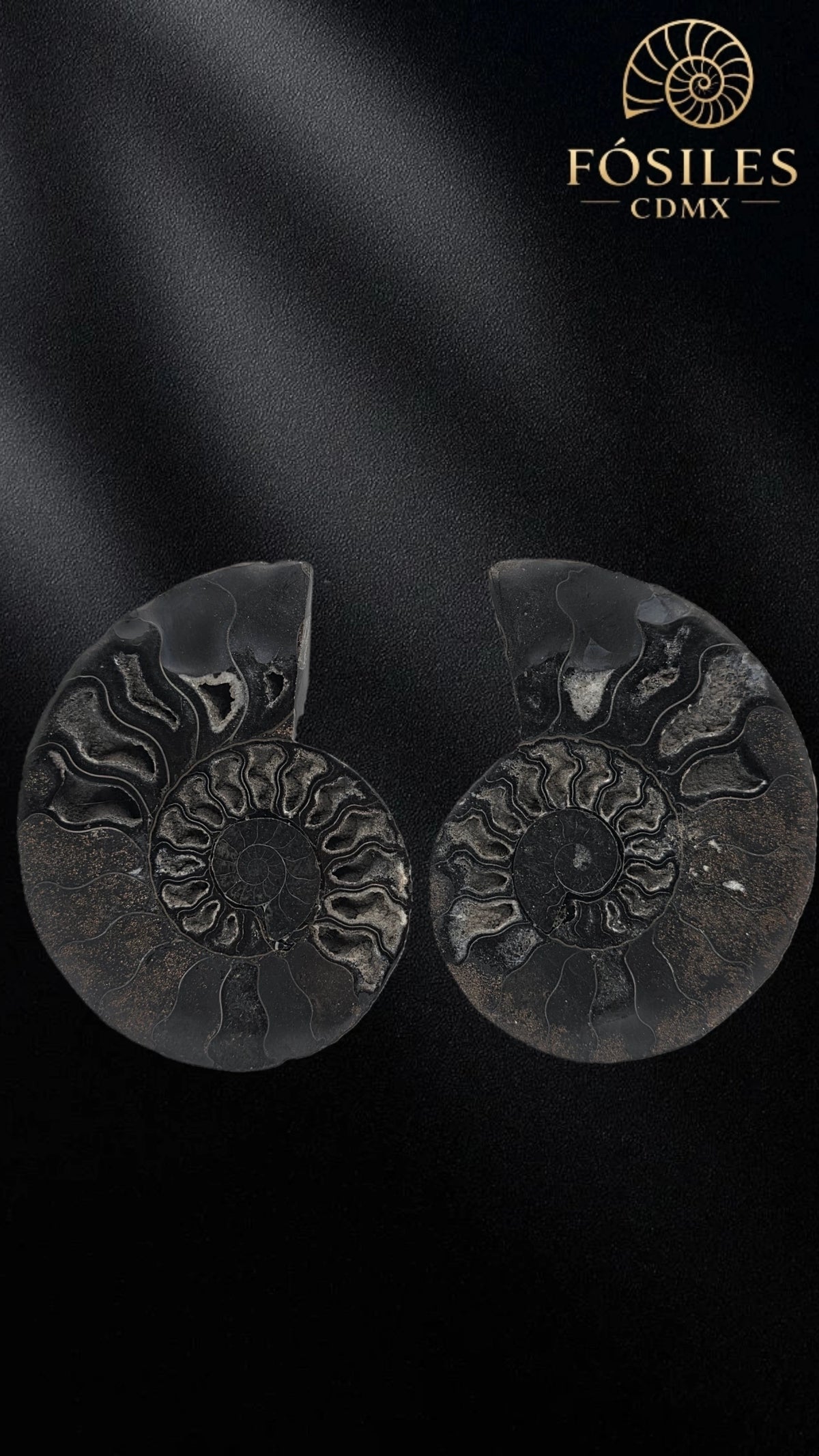 Par de amonite cleoniceras negro