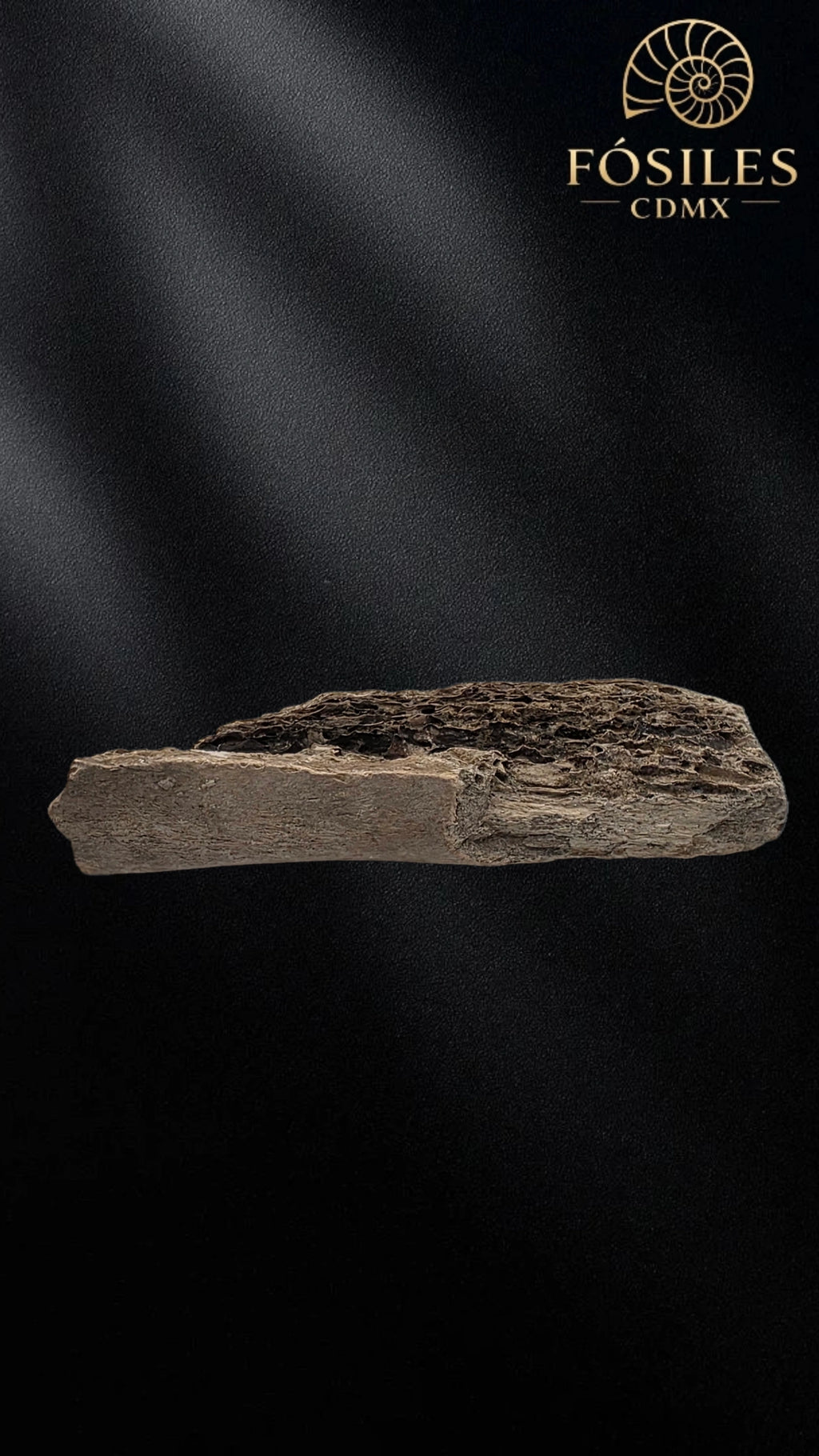 Fragmento de hueso de mamut #7