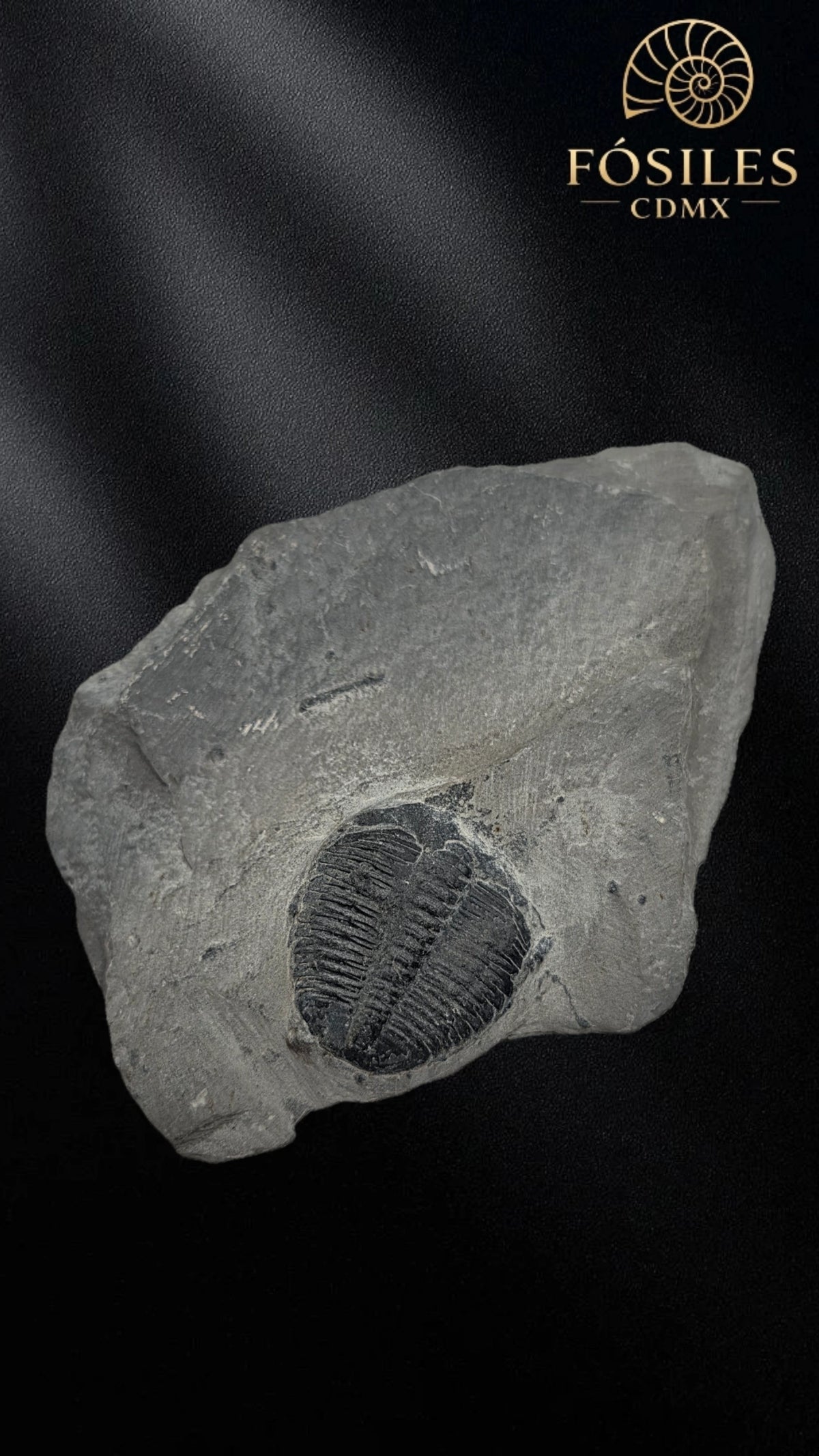 Trilobite elrathia kingii #2