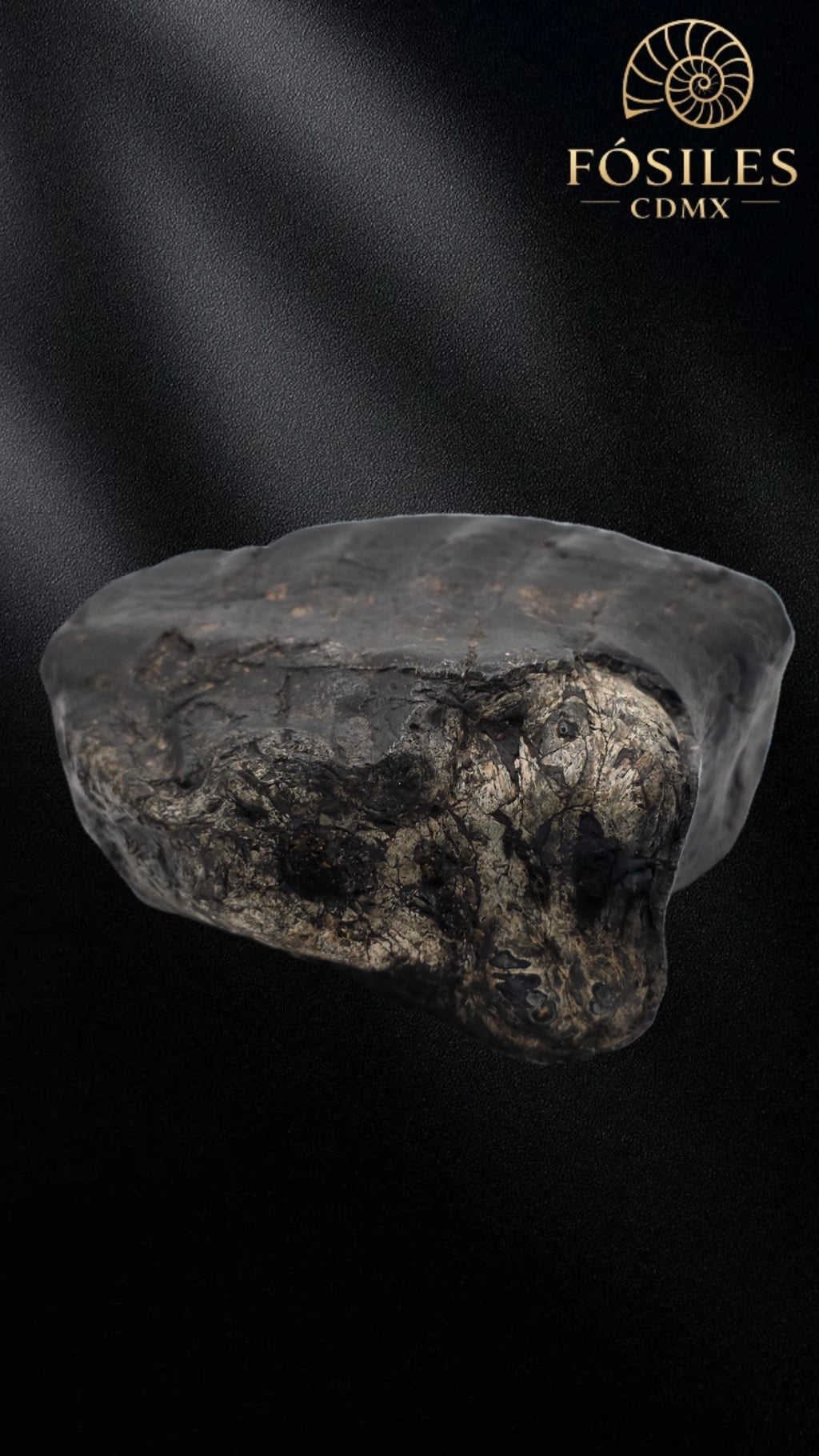Molar de stegodon florensis