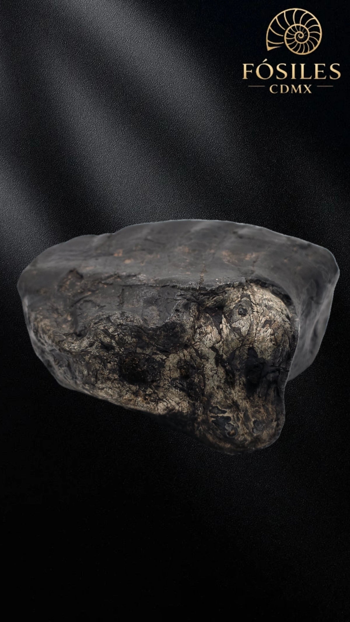 Molar de stegodon florensis