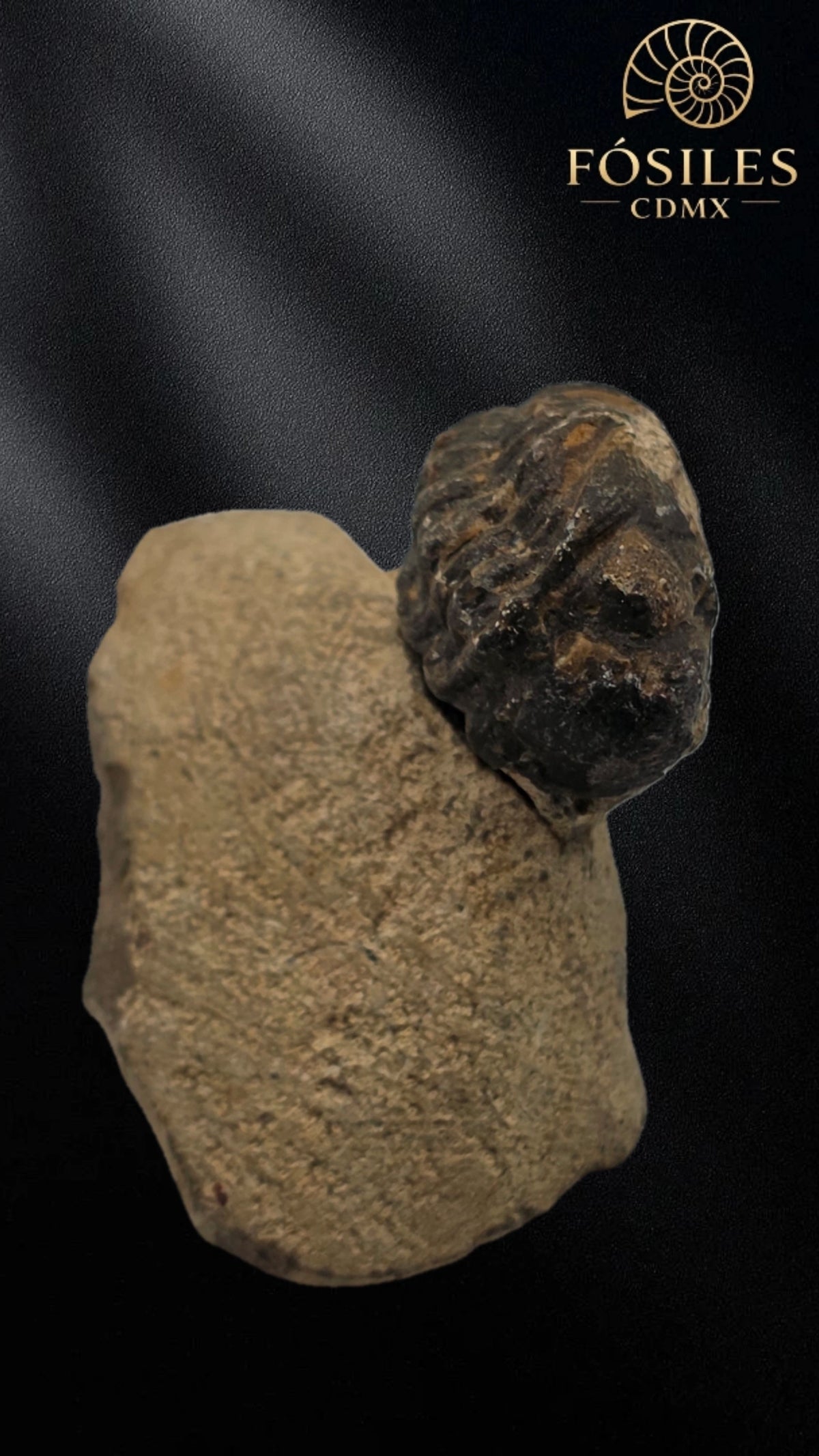 Trilobite enrollado en matriz #2