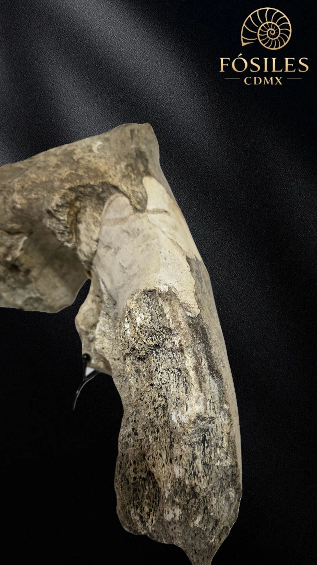 Mandibula de mamut