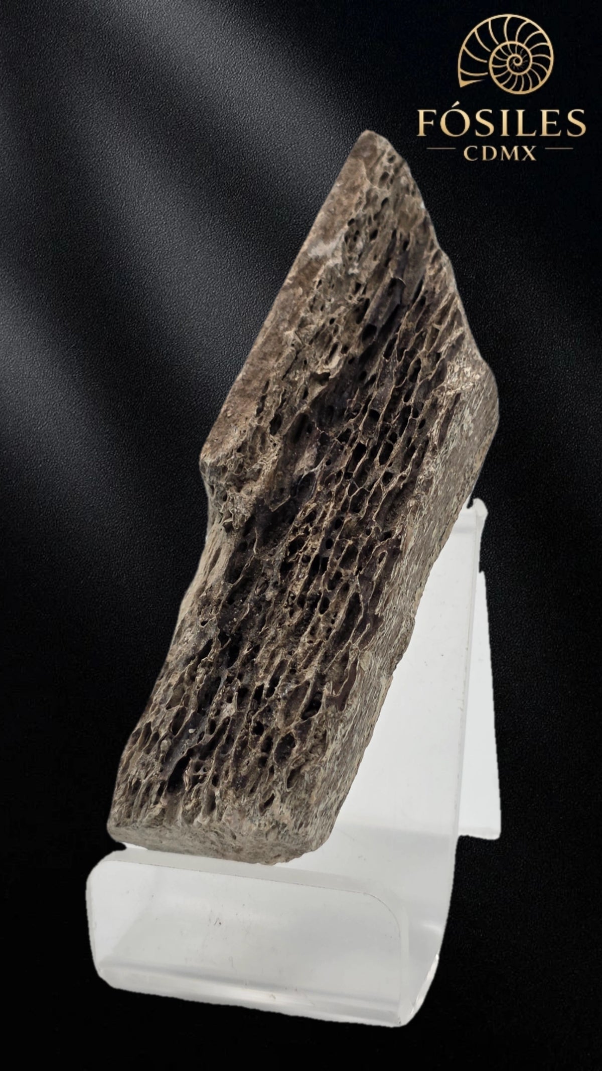 Fragmento de hueso de mamut #7