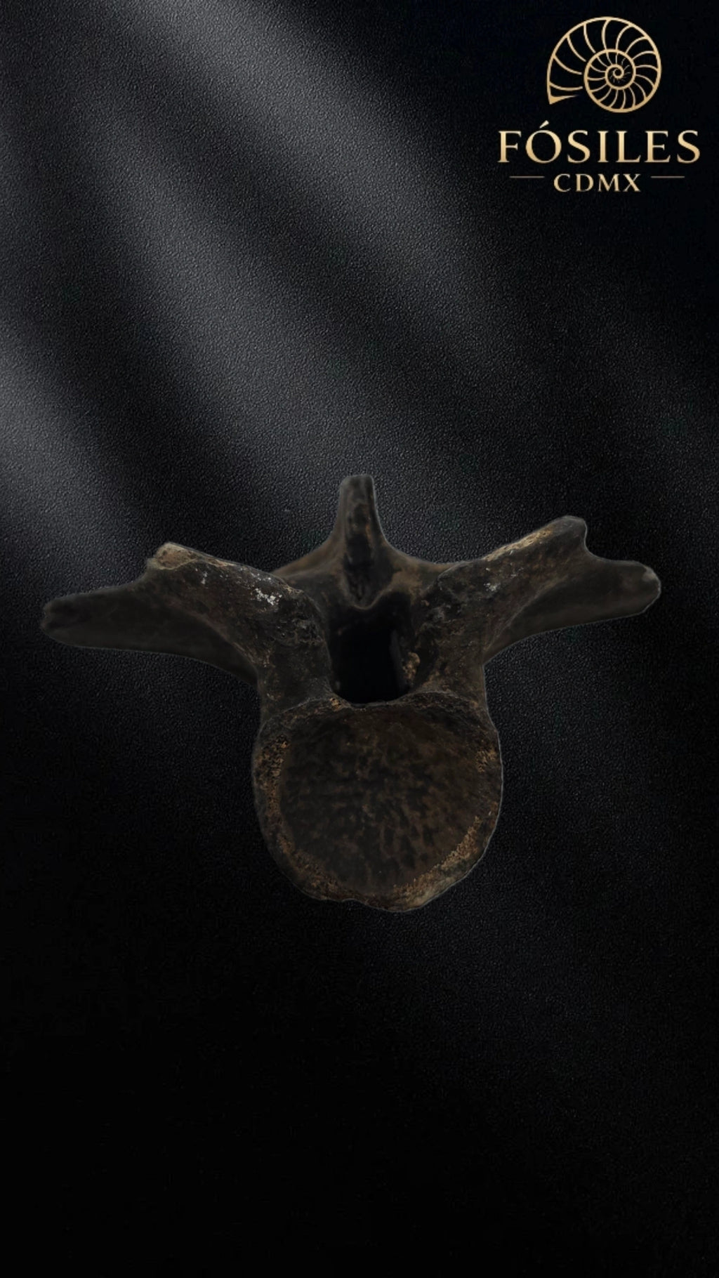 Vértebra de alligator