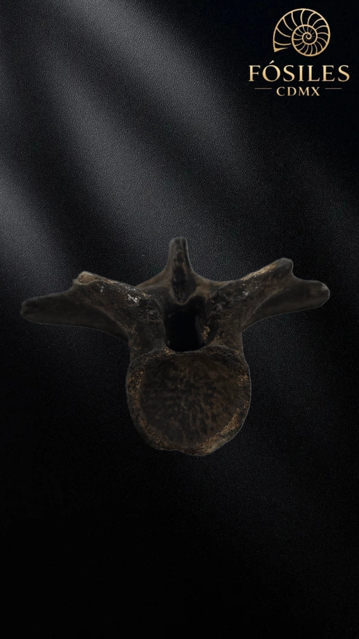 Vértebra de alligator