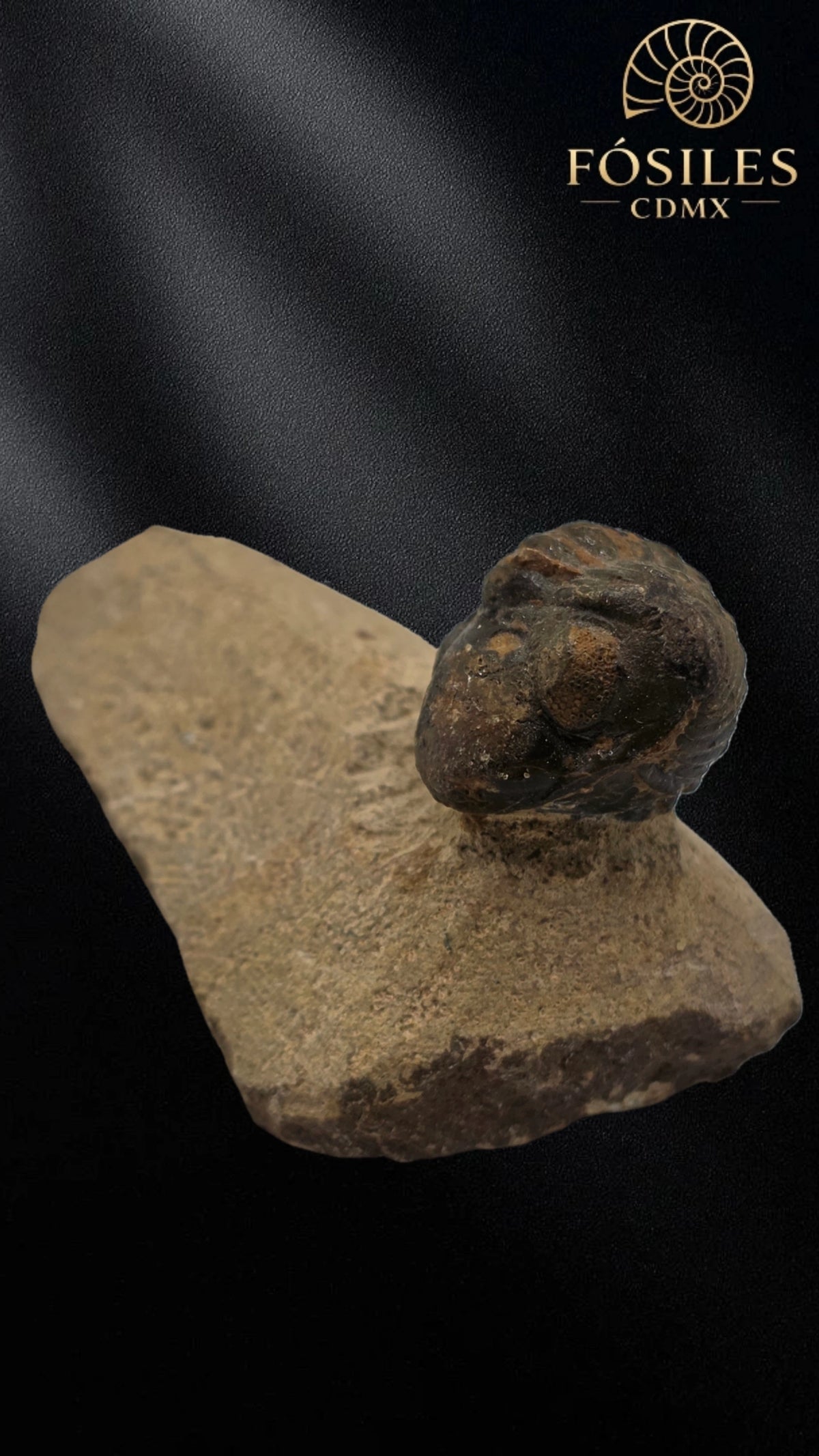 Trilobite enrollado en matriz #4
