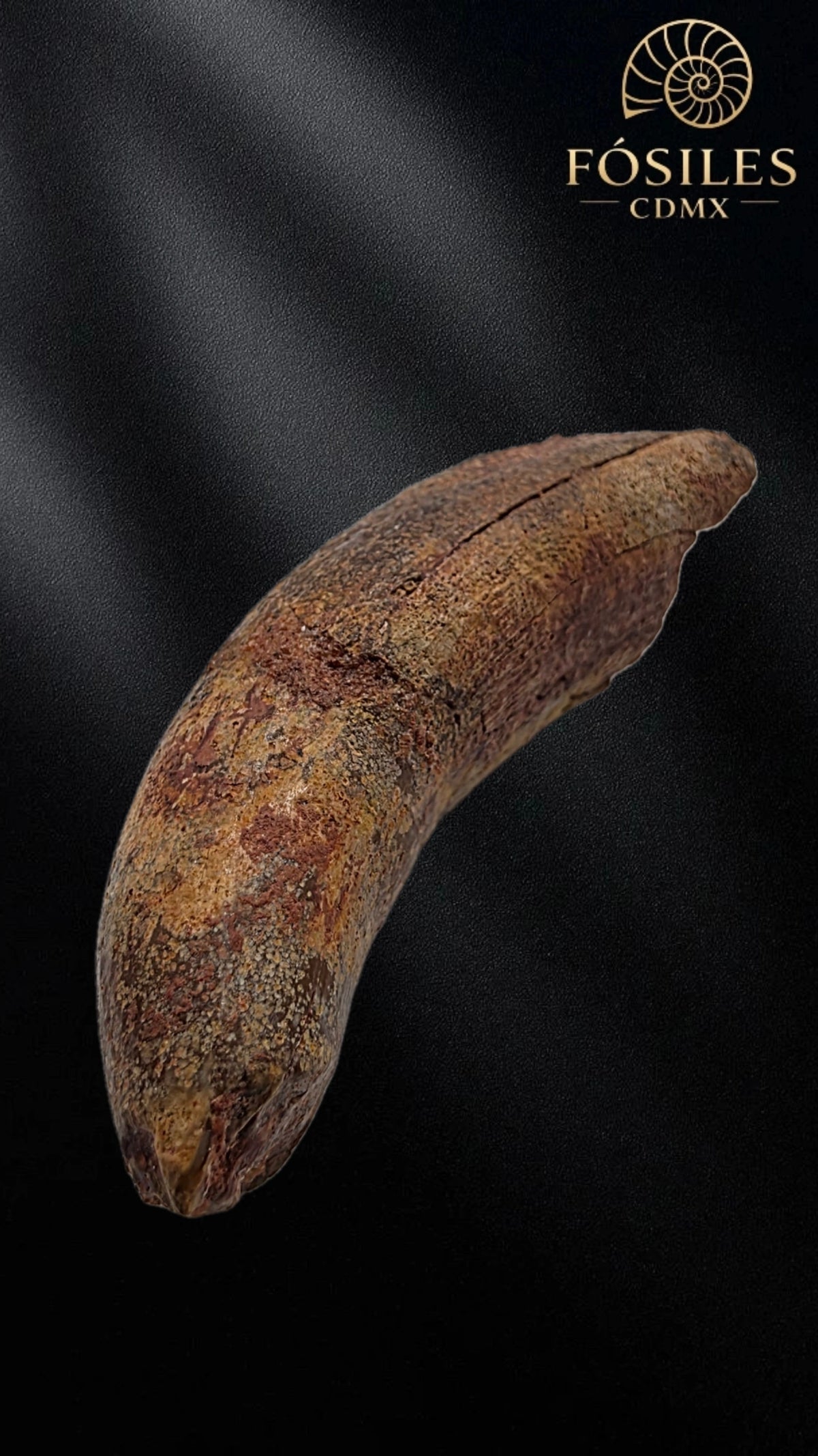 Diente grande de supercocodrilo (Sarcosuchus)